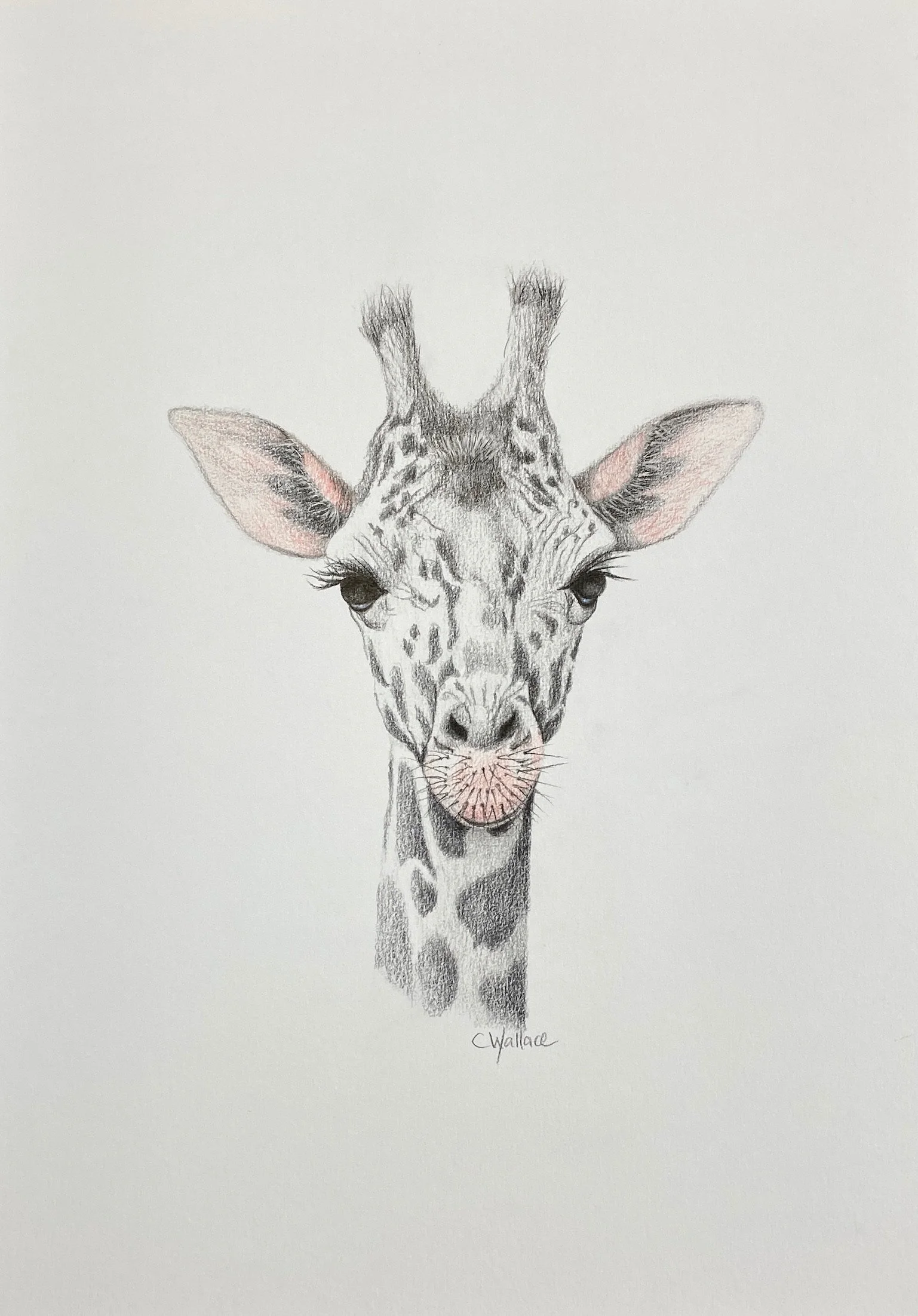 Giraffe Cuteness