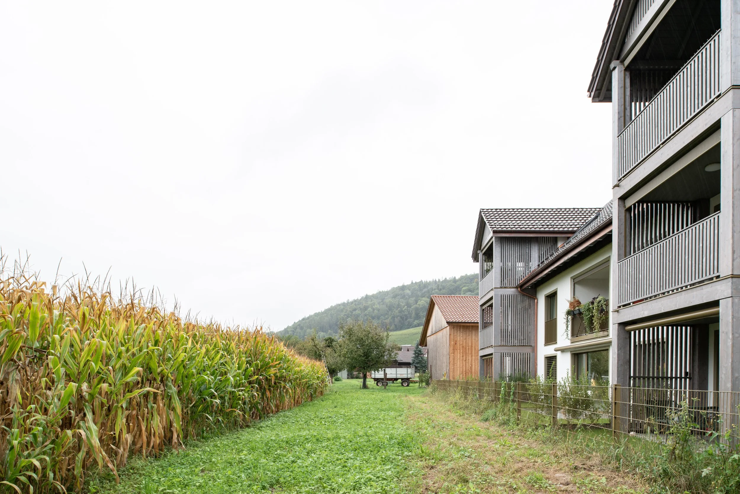 Eine landwirtschaftliche Szene mit Maisfeld im Vordergrund und modernen Mehrfamilienhäusern im Hintergrund, umgeben von grünen Hügeln und Bäumen.