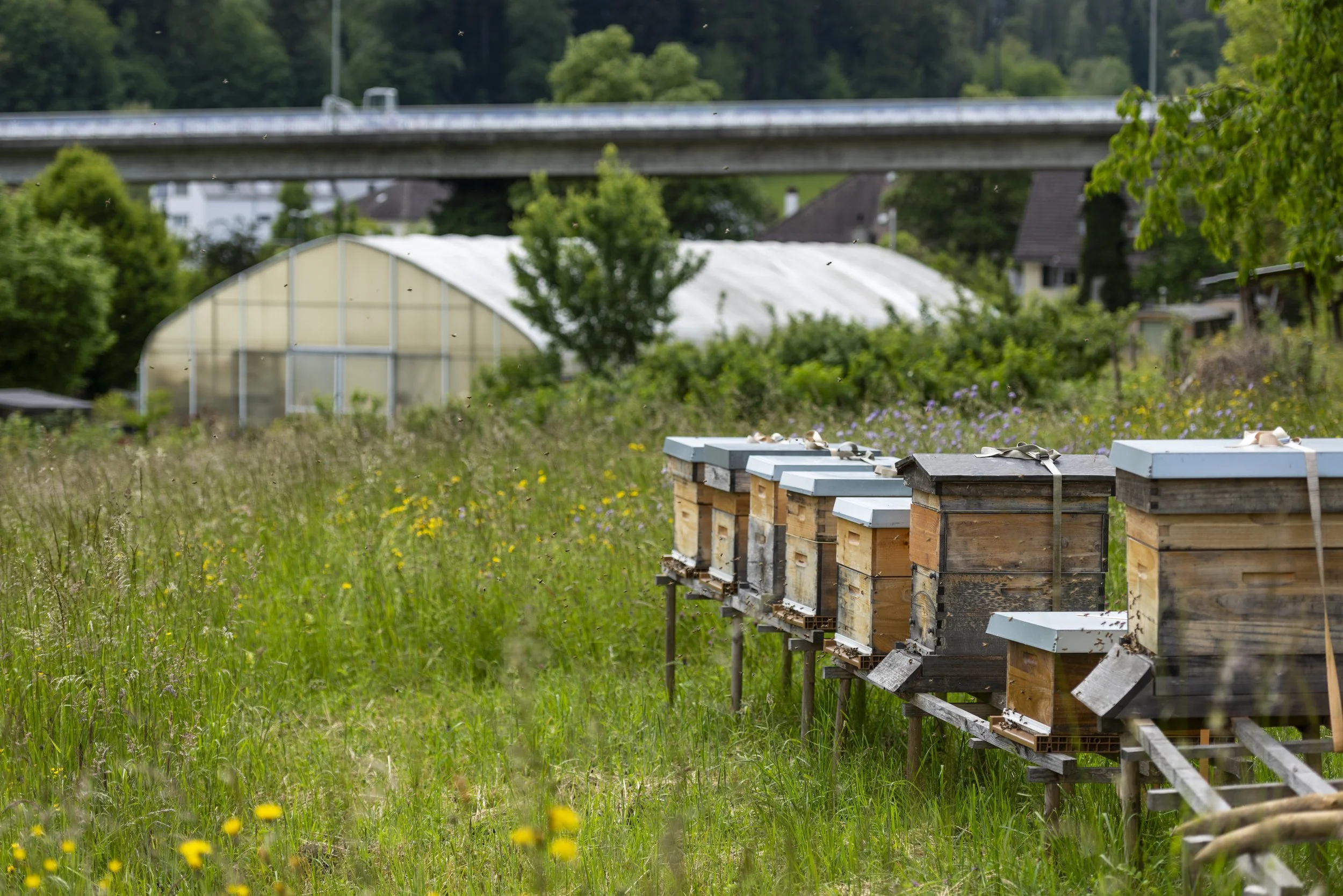 A row of honey bee hives on a grassy field with yellow and purple flowers, with green trees, a greenhouse, and houses in the background under an overcast sky.