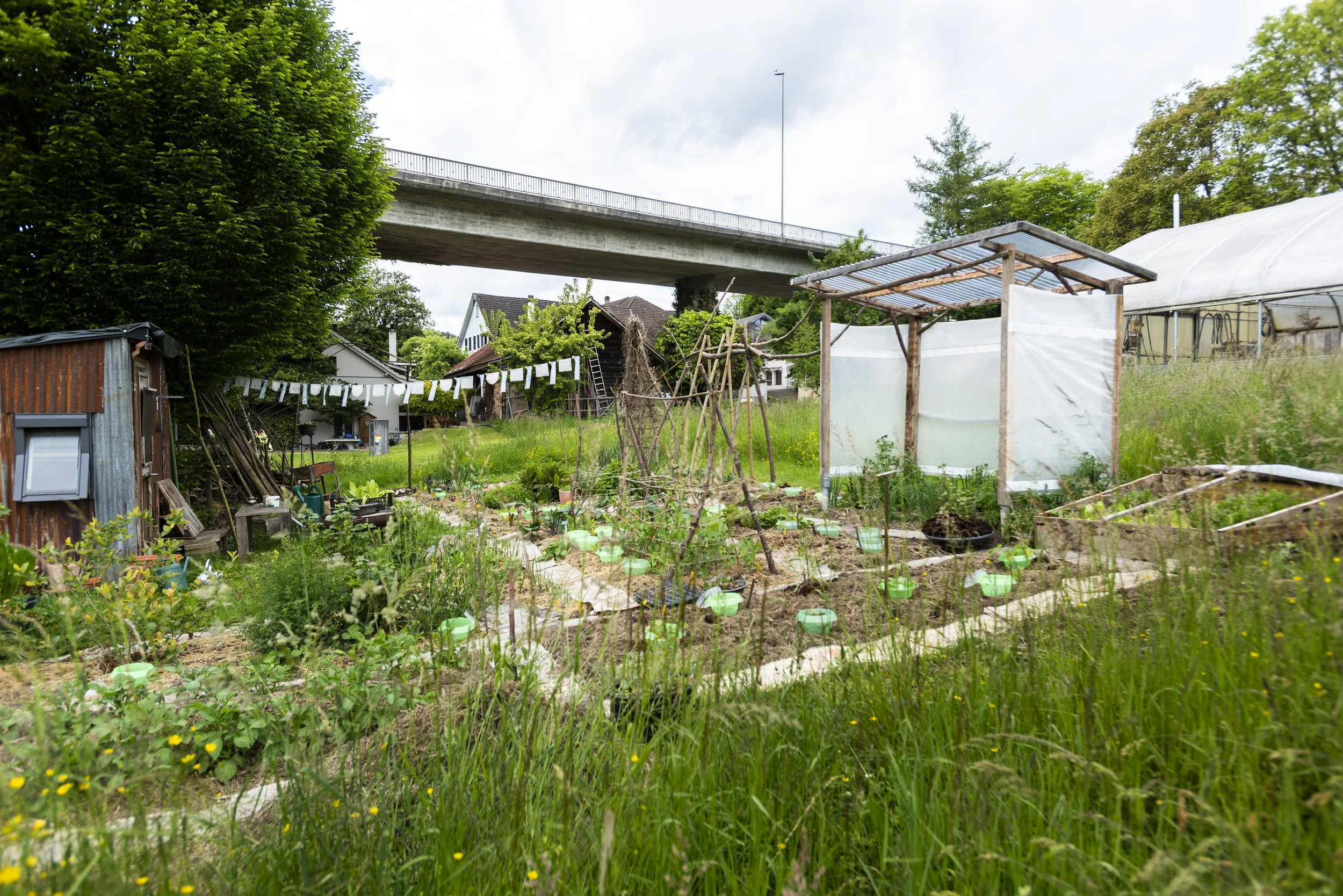 A backyard garden with vegetable beds, gardening tools, and a small greenhouse under a bridge, surrounded by blooming trees and greenery.
