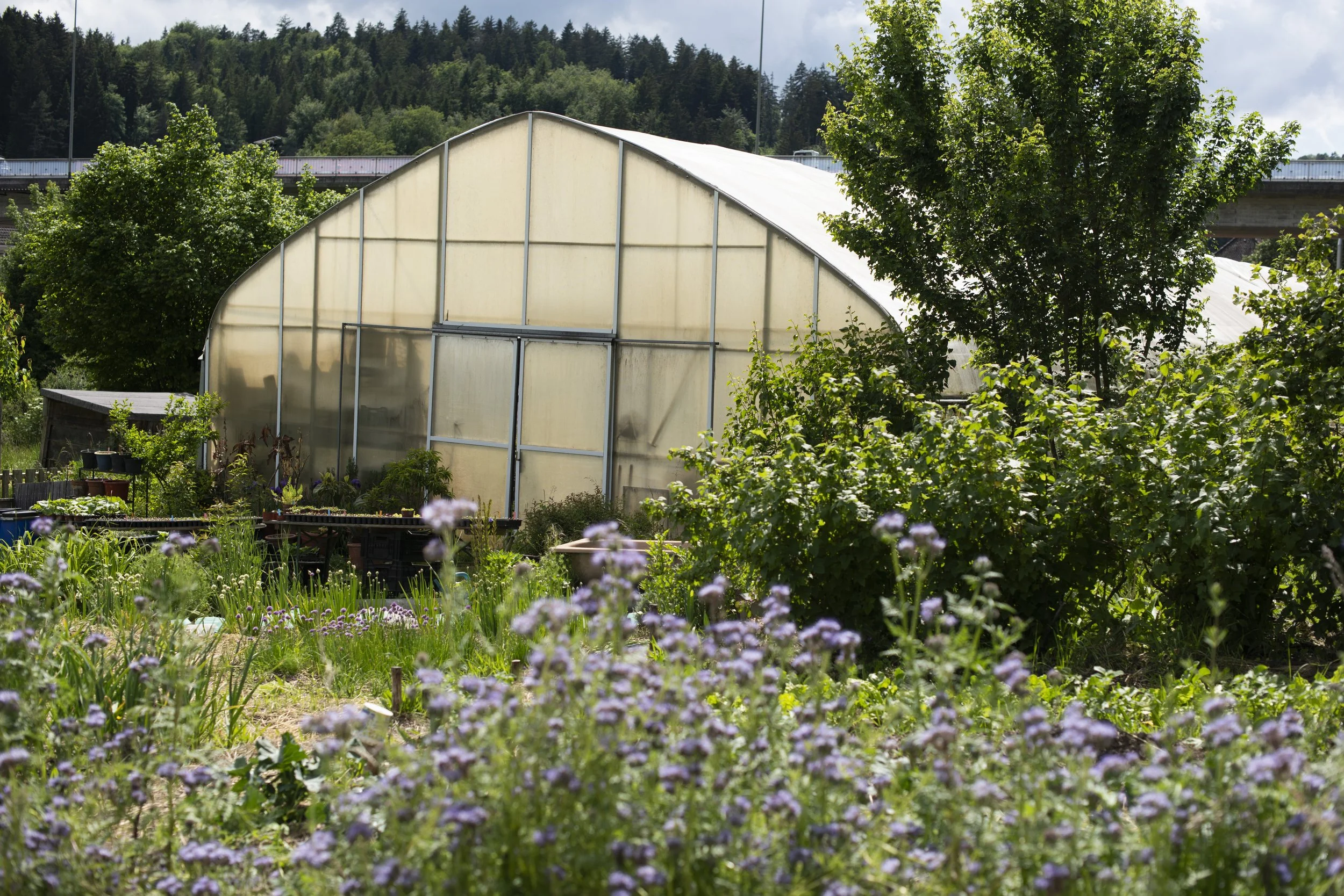 A greenhouse in a garden, surrounded by trees and plants, with a mountain in the background.