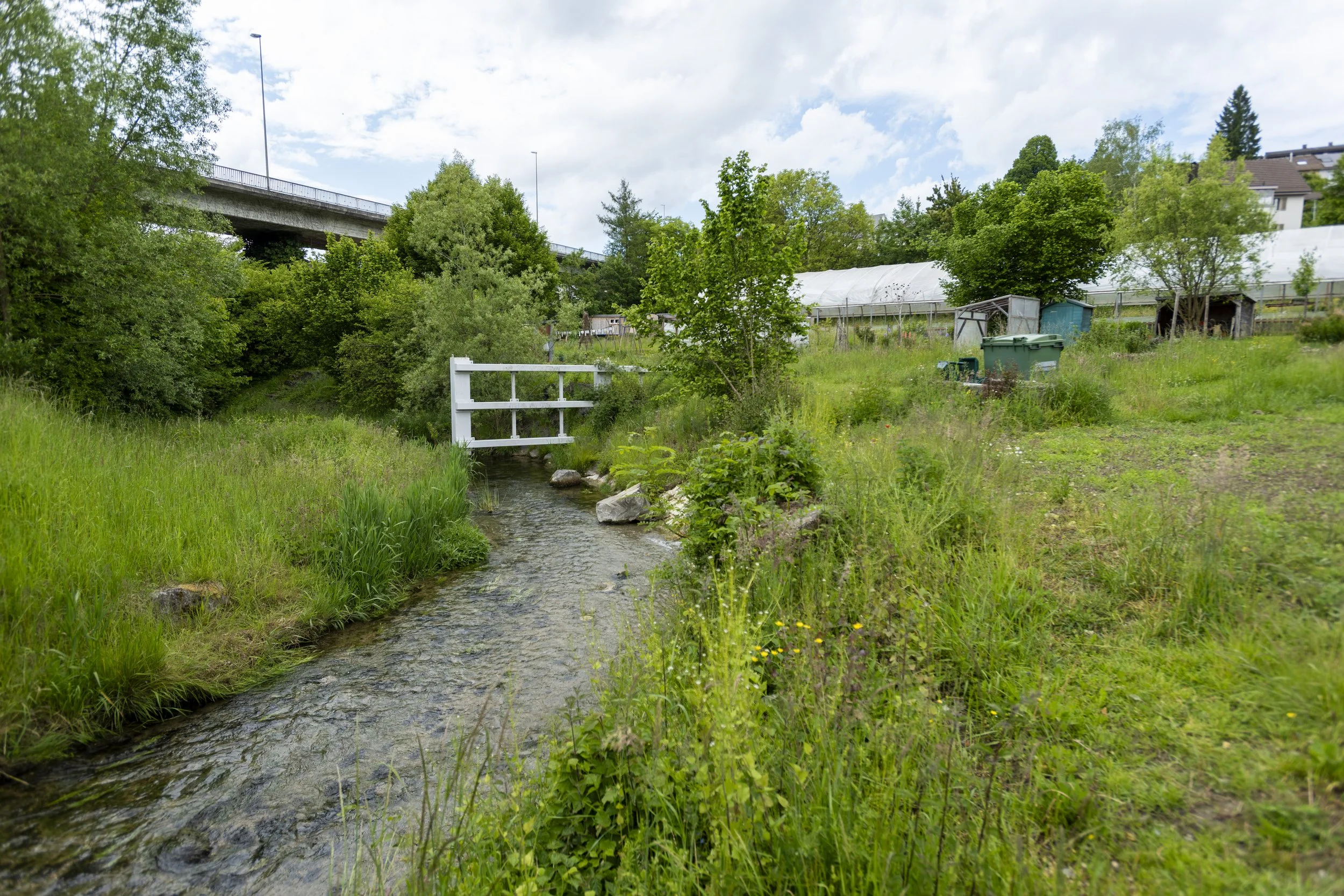 A small stream flows through a grassy area with various green plants and trees. In the background, there is a white bridge or railing over the stream, a greenhouse, several trash bins, and residential houses. The sky is partly cloudy with patches of 
