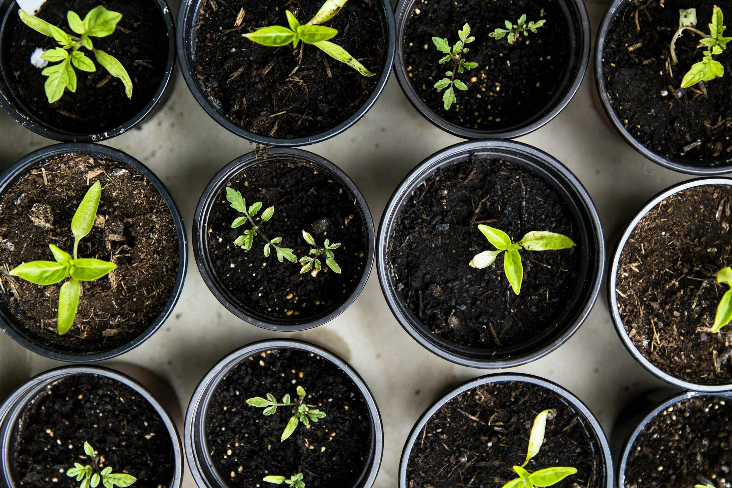 Top-down view of multiple small black plastic pots filled with soil, each containing young green seedling plants.