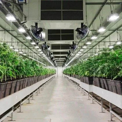 Innenansicht einer Cannabis-Anbaulagerhalle mit bepflanzten Tischen und künstlicher Beleuchtung.