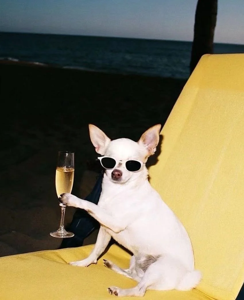 chiuahua à lunettes.jpg