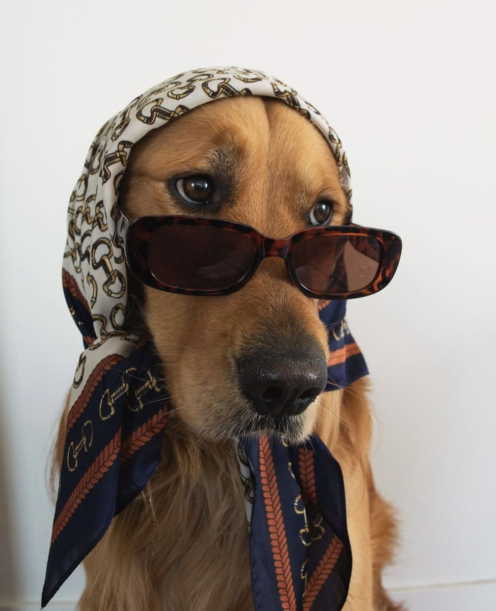 chien à lunettes.jpg