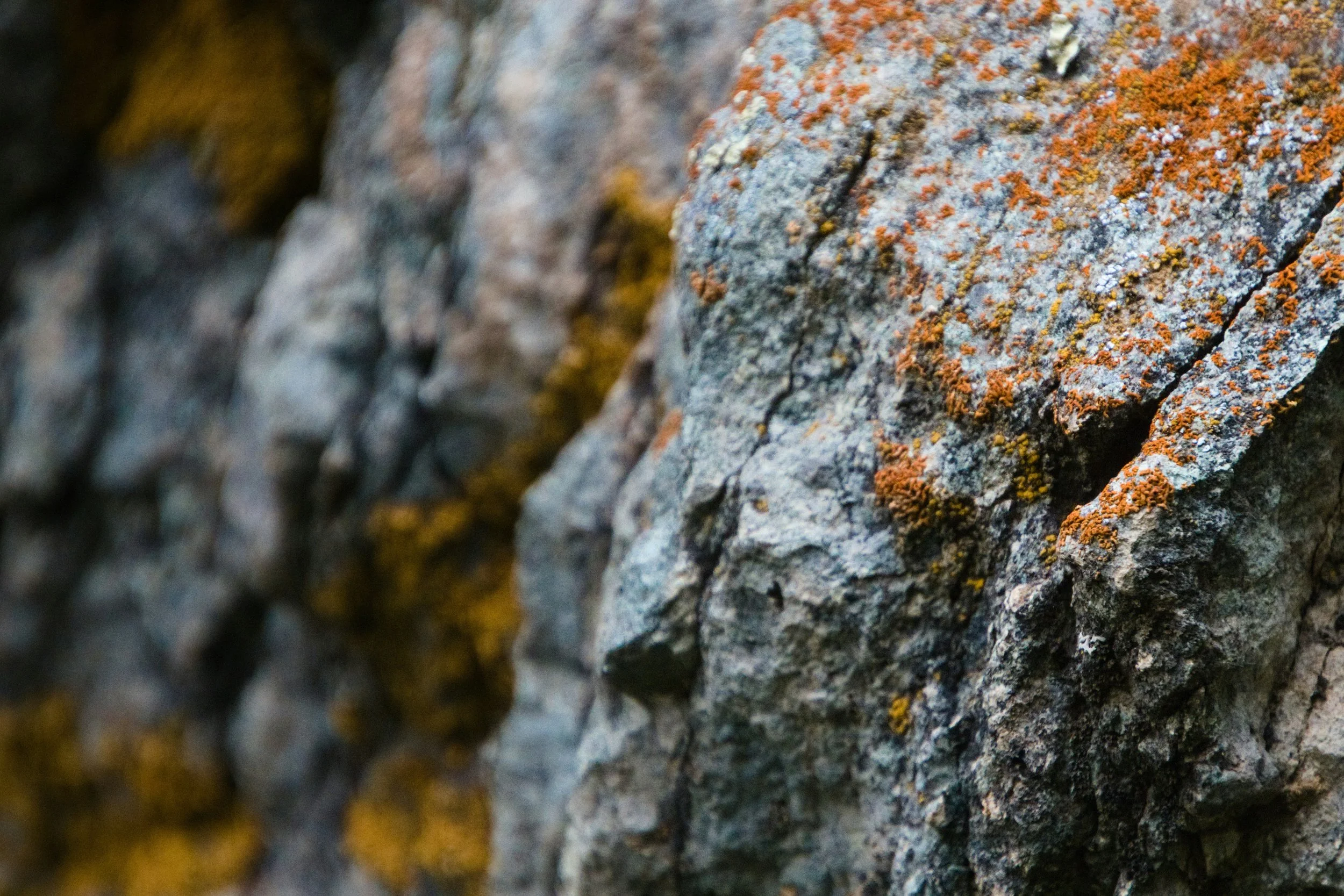 Nahaufnahme einer felsigen Oberfläche mit orangefarbenem Flechtenbewuchs.
