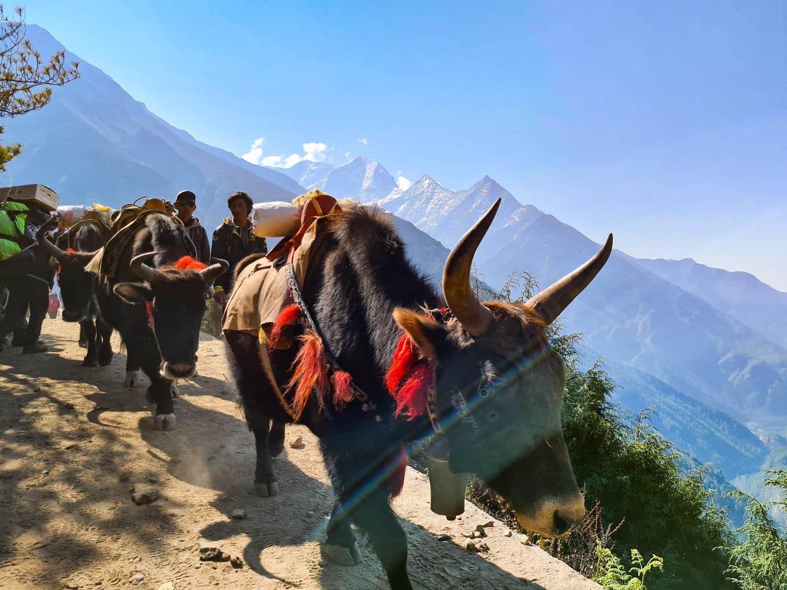 A line of yaks carrying loads walk along a mountain trail with snow-capped peaks in the background.