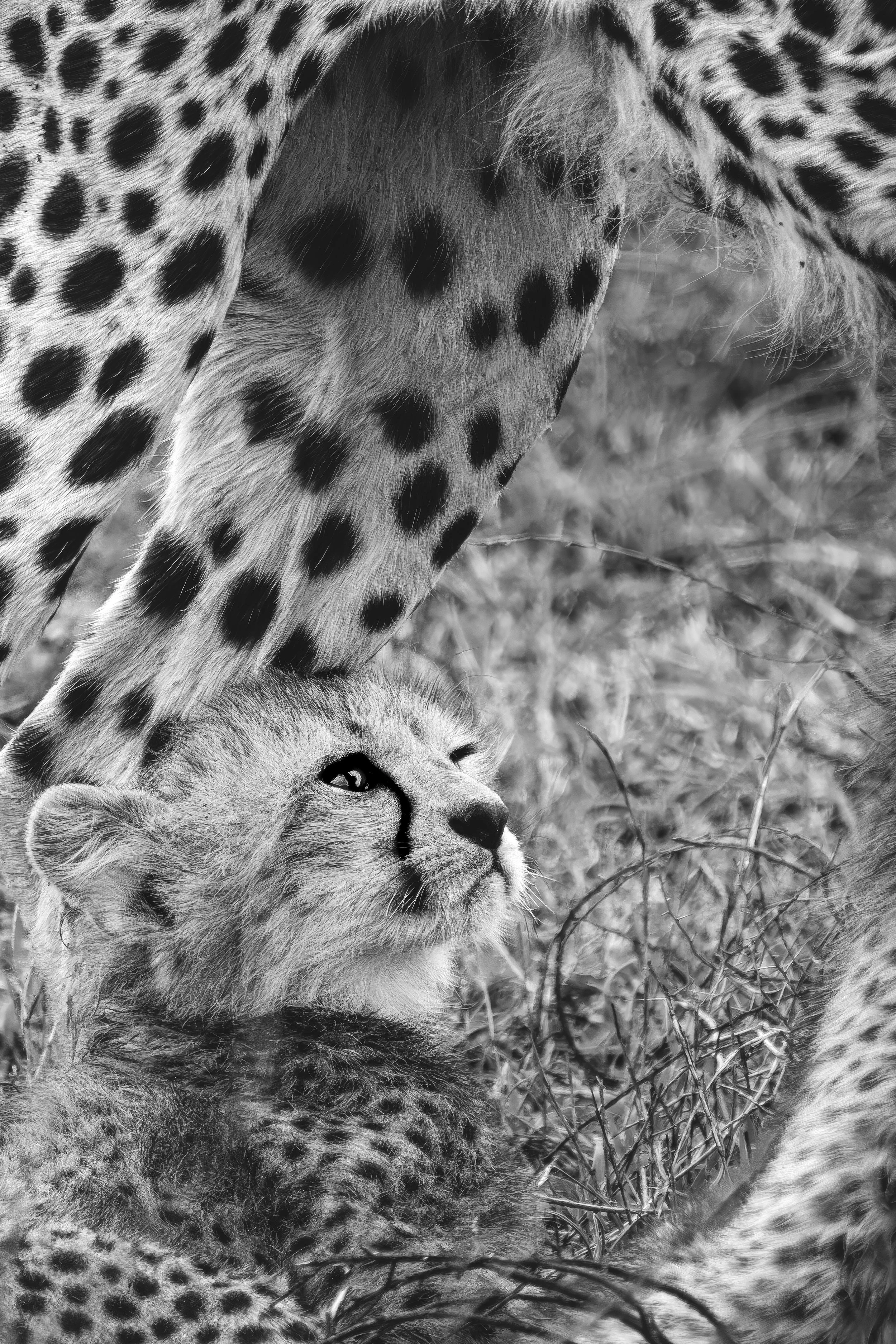 TJS06630 Topaz Gigapixel 2x scale.jpg