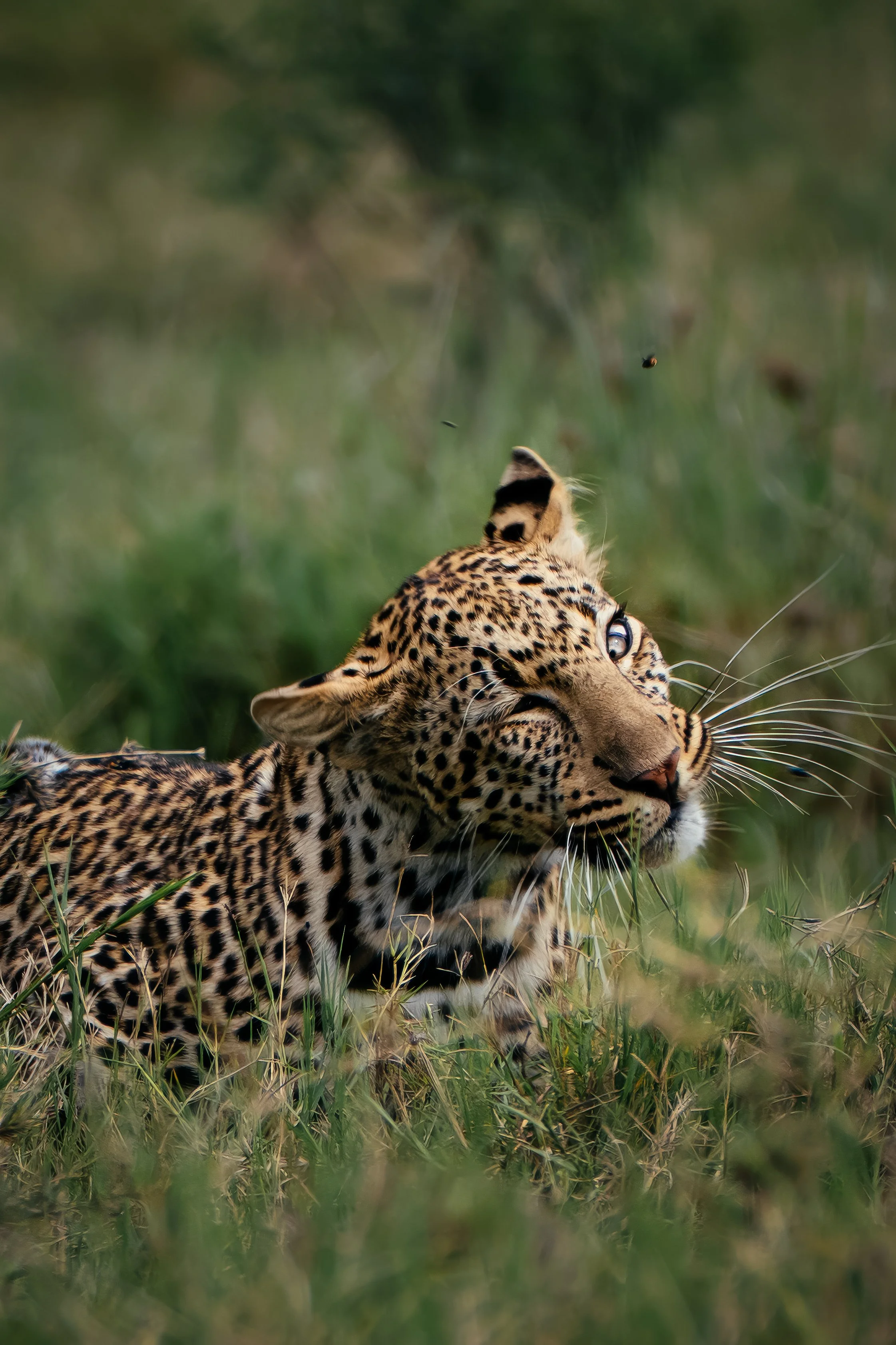 TJS08898 Topaz Gigapixel 2x scale.jpg