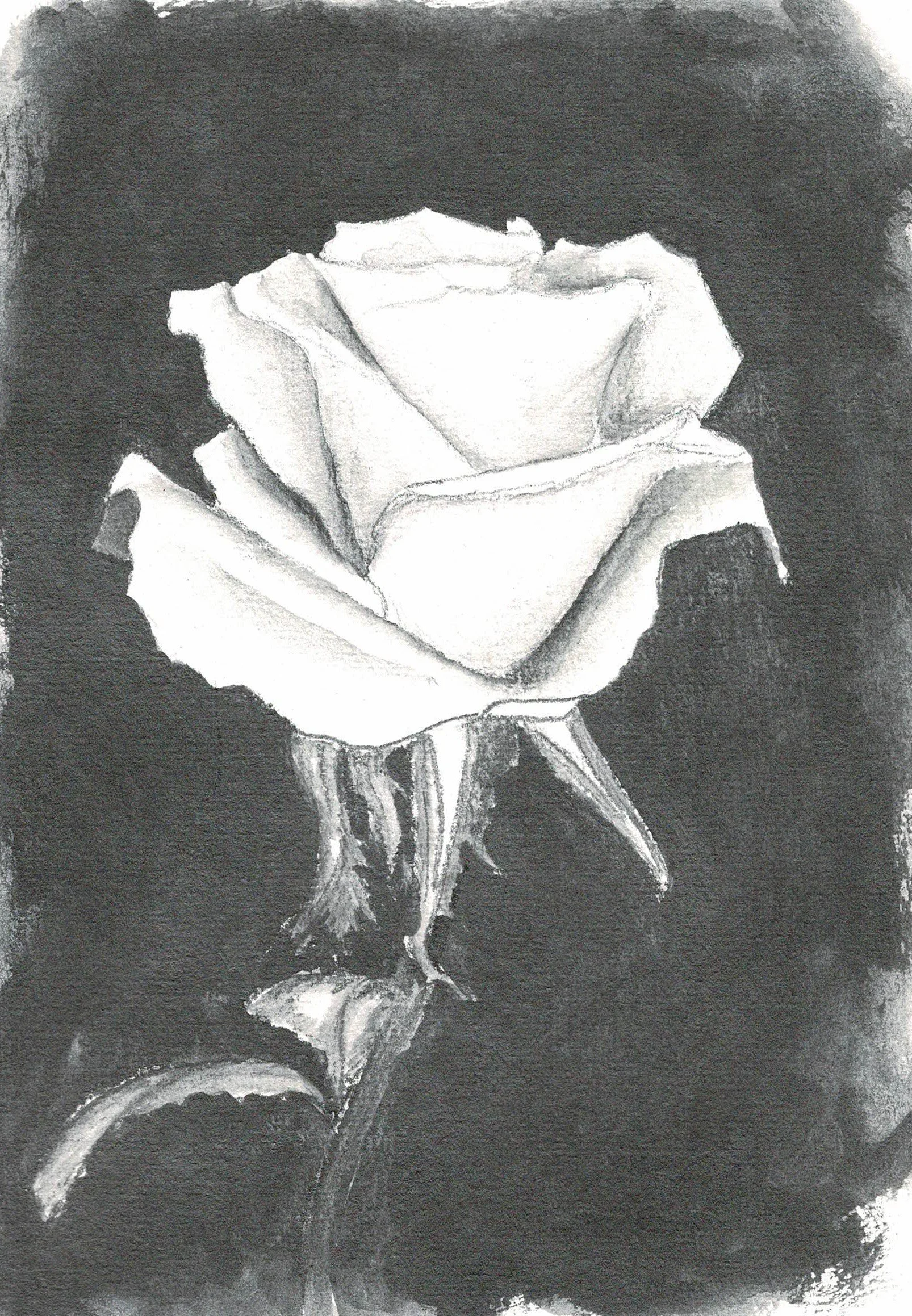 Charcoal_Rose_Crop.jpg