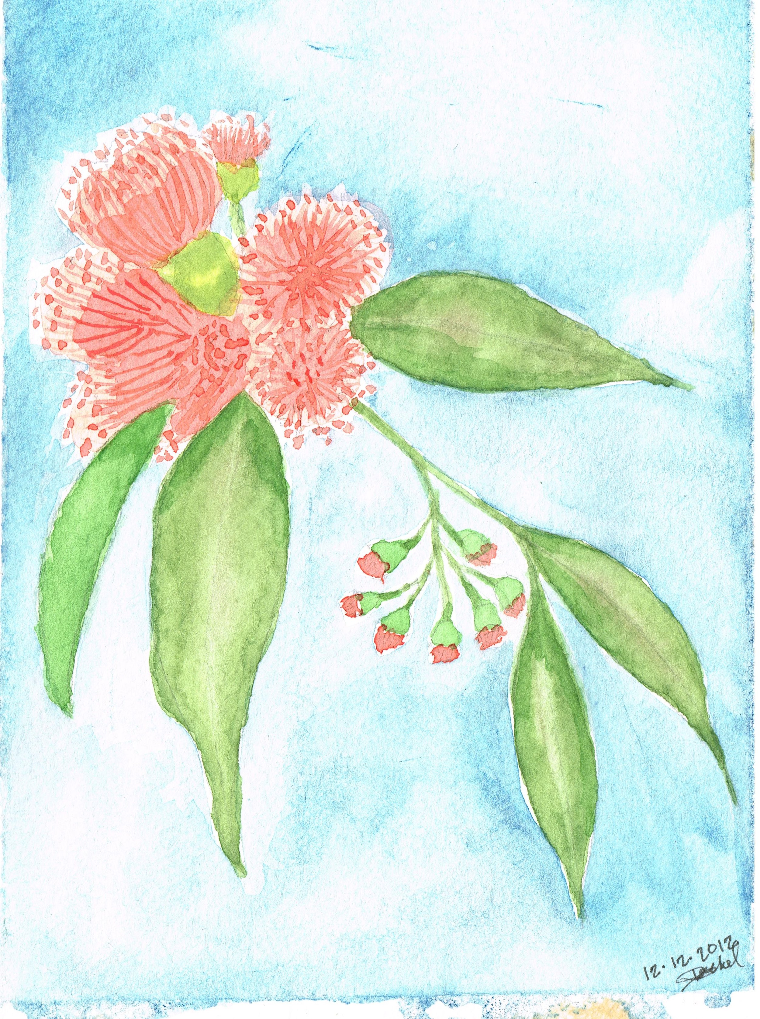 Coral Eucalyptus 2012.jpeg