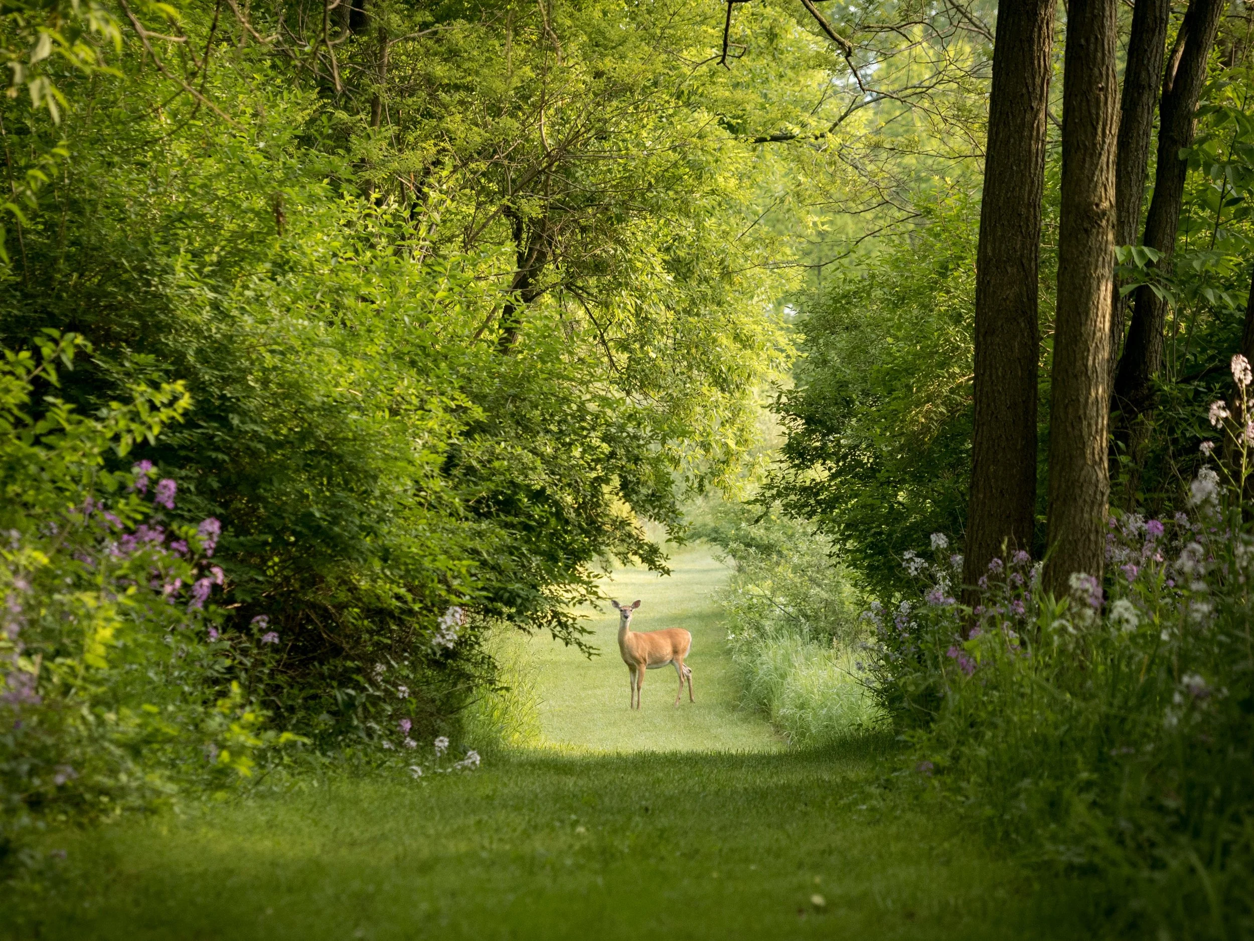 A deer standing in a sunlit grassy clearing surrounded by lush green trees and blooming purple flowers.