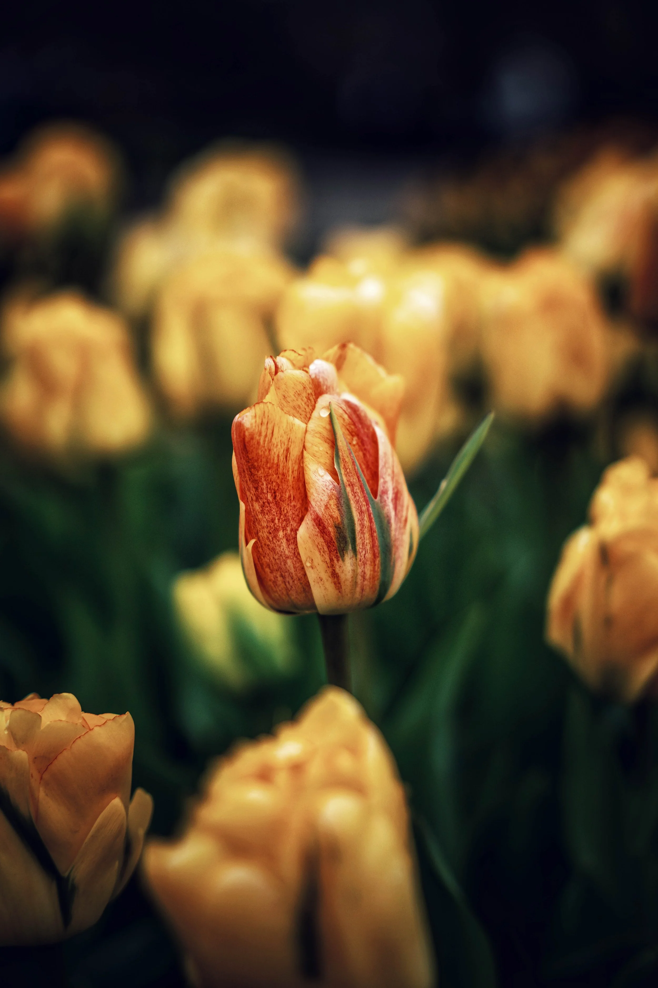 Vibrant Tulip