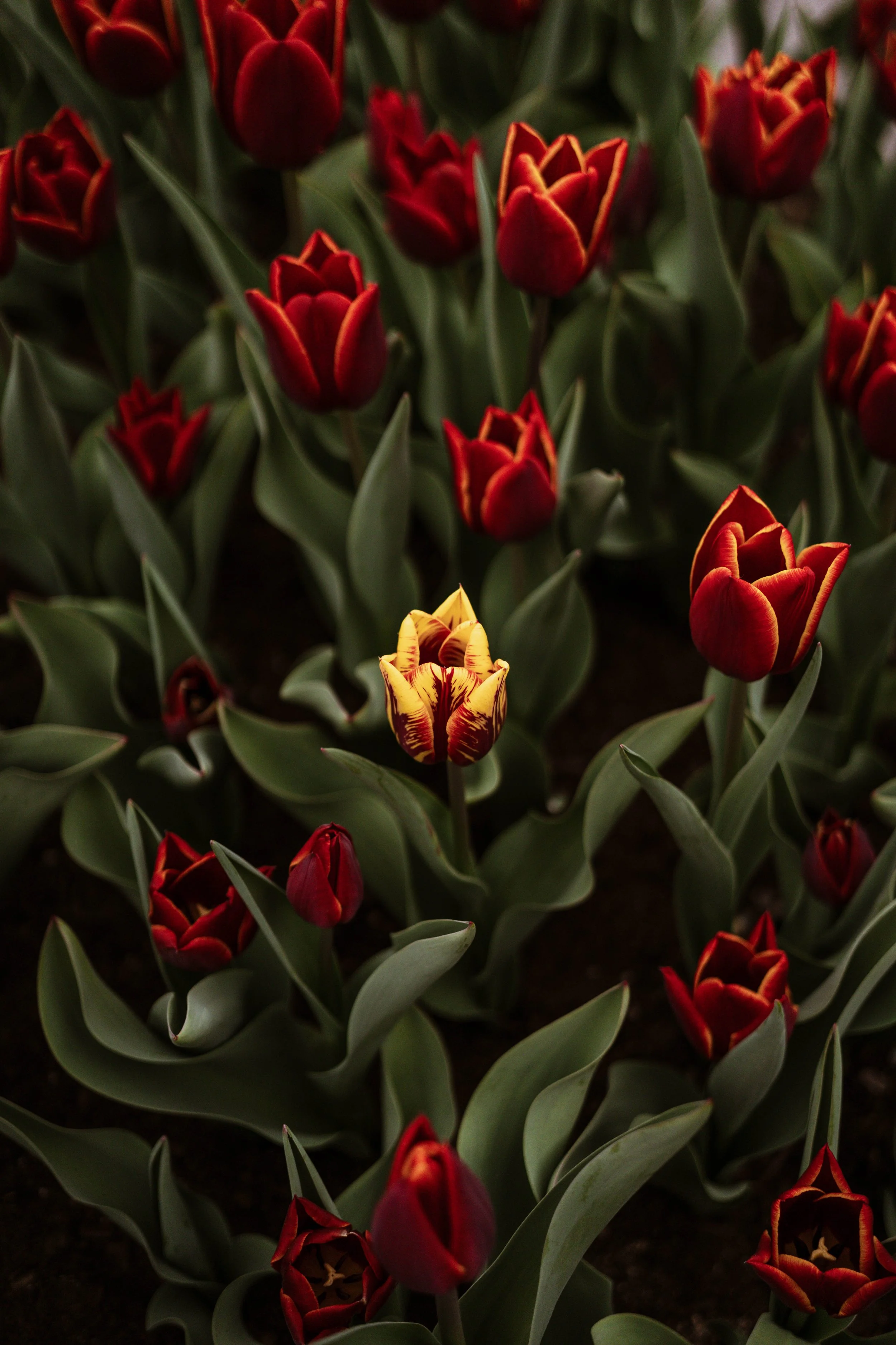 Stand Out in Silence