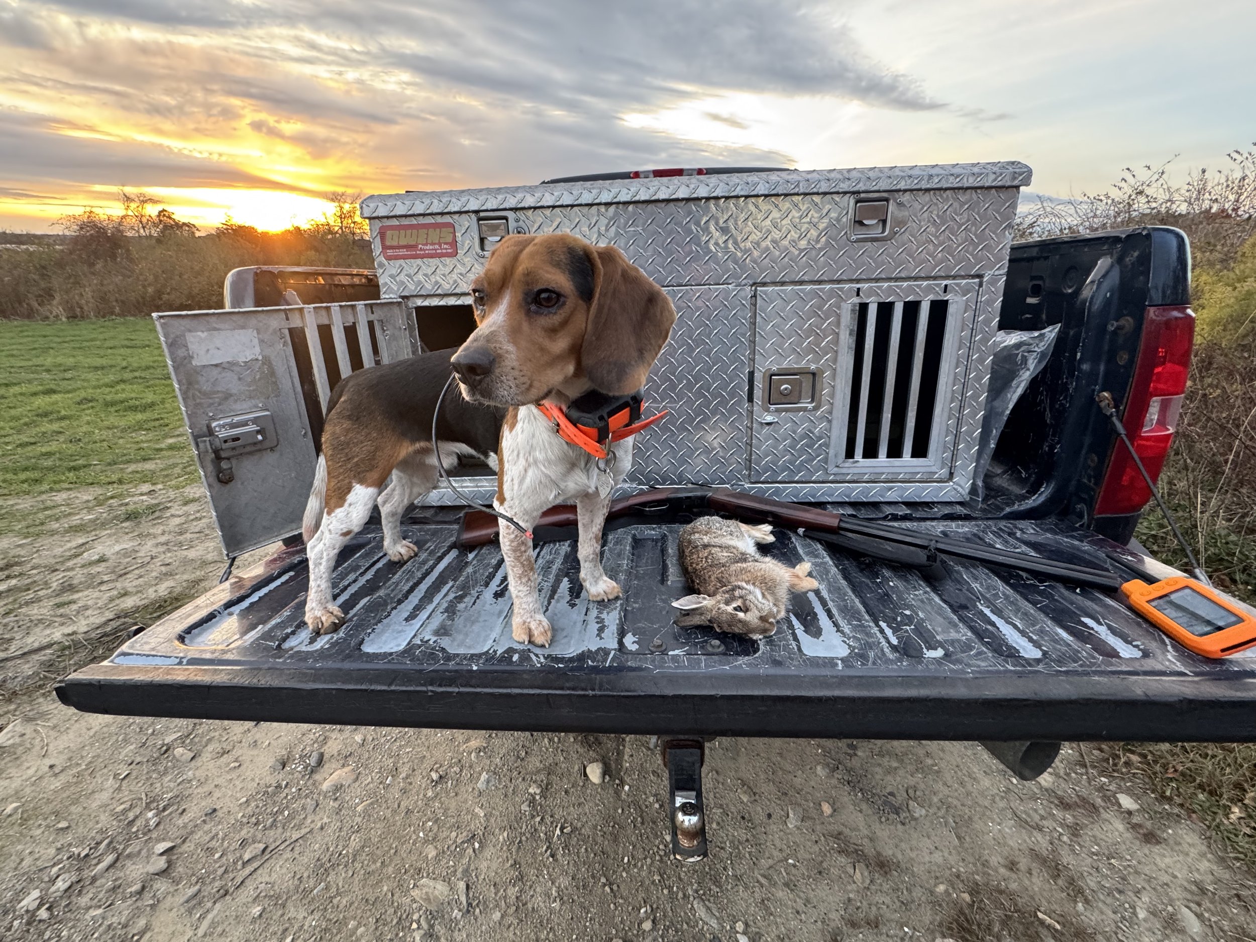 A beagle dog standing on the tailgate of a pickup truck holding a rabbit by its neck, with a sunset in the background and some outdoor equipment in the truck bed.