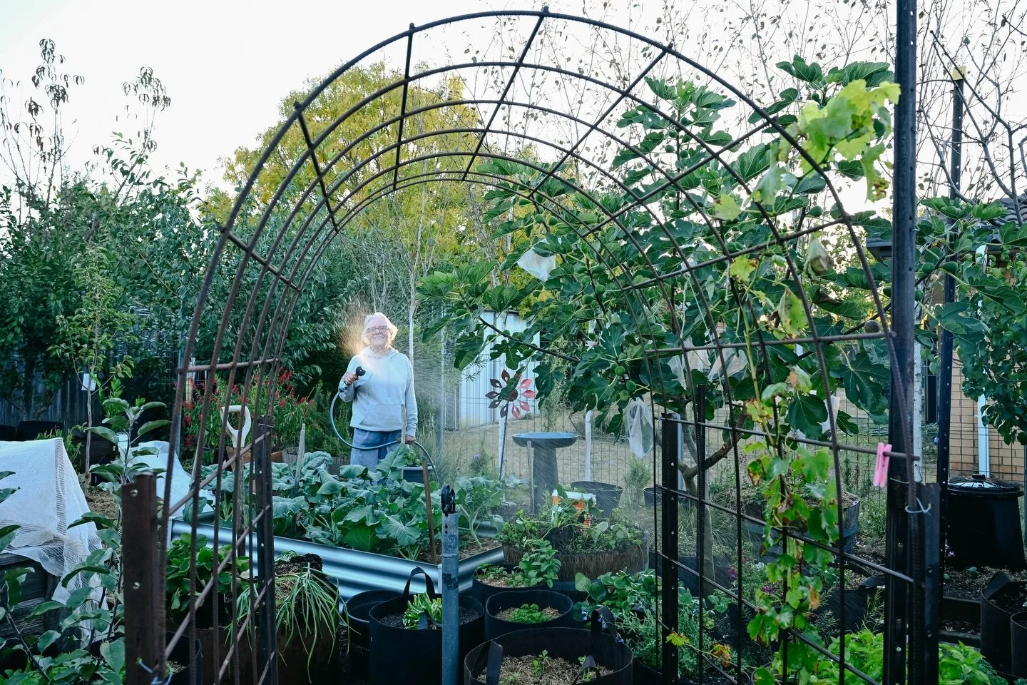 🪏 

If ever I am looking for my mum, I just need to look in her garden.

Love the catch of light in the water here where she tried to spray me with the hose. 

#garden #afternoonlight #lifestylephotography #nikonz2470f28s #mum