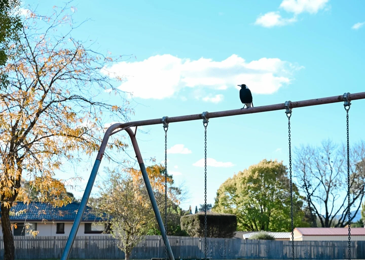 🍂 

Afternoon playground stop yields clean lines, magpies and autumn colours. 

#magpie #autumn #playground #afternoonlight #nikonz2470f28s