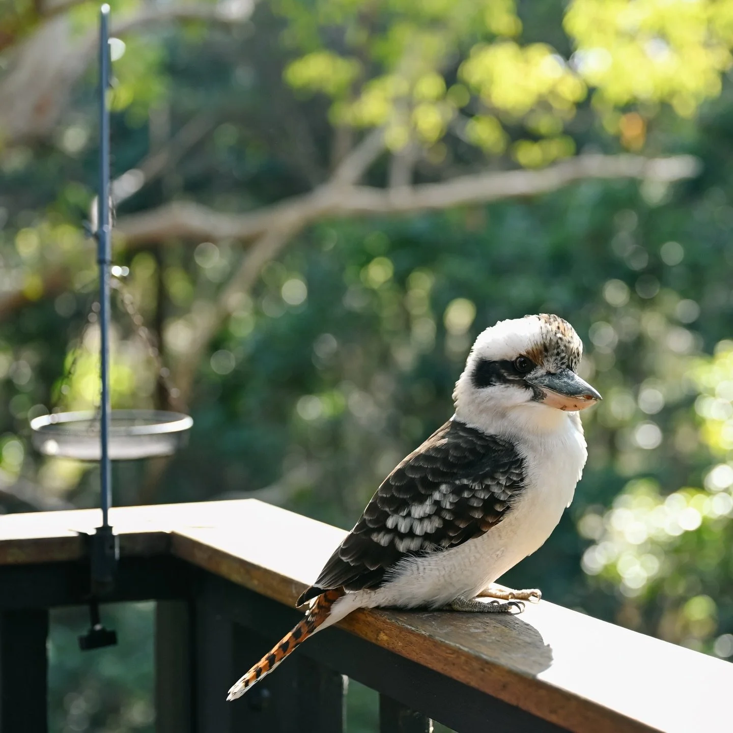 I was lucky enough to spend a lazy weekend away with friends at Smiths Lake - such a peaceful place and so many beautiful, native birds around. This little fellow was the standout for me, not afraid to hang by nice and close. 

#kookaburra #nativeaus