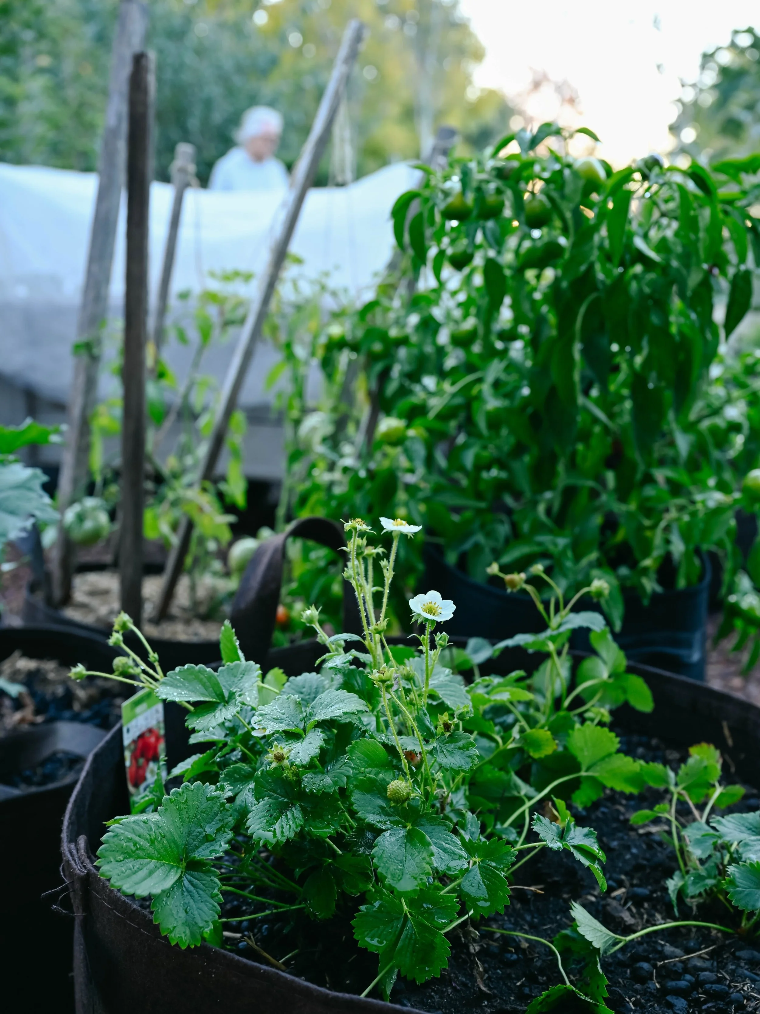 🍓 

Missing lush greens and summer afternoons. 

#missingsummer #gardening #lifestylephotography #nikonphotography #greenthumb