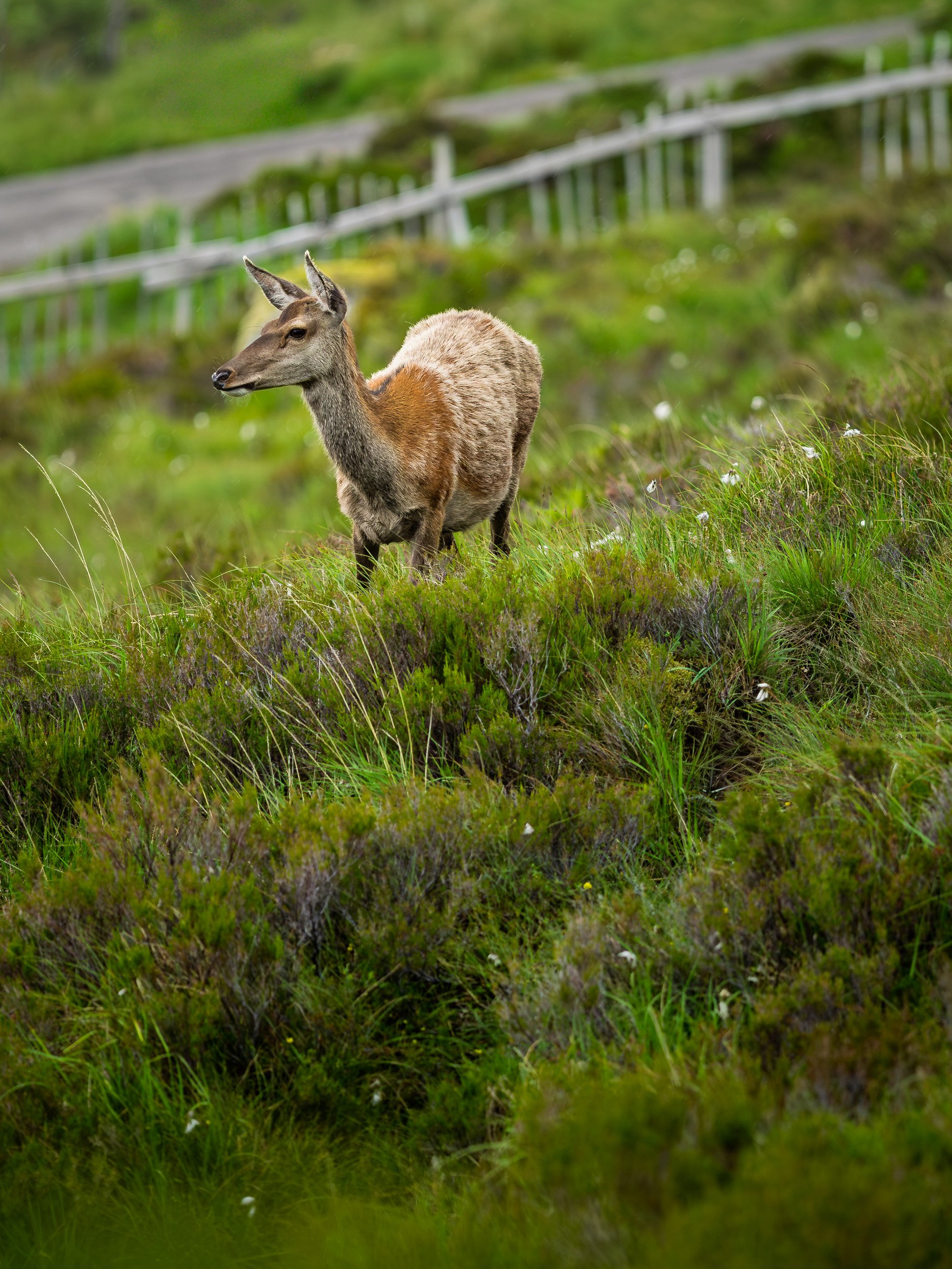 29_3596_Glencoe_@Hi-JinksPhotography.jpg