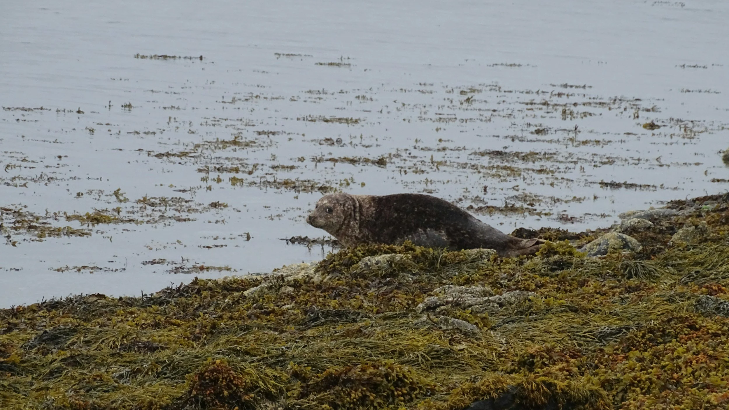 Seal lying on a rocky, seaweed-covered shoreline near water.