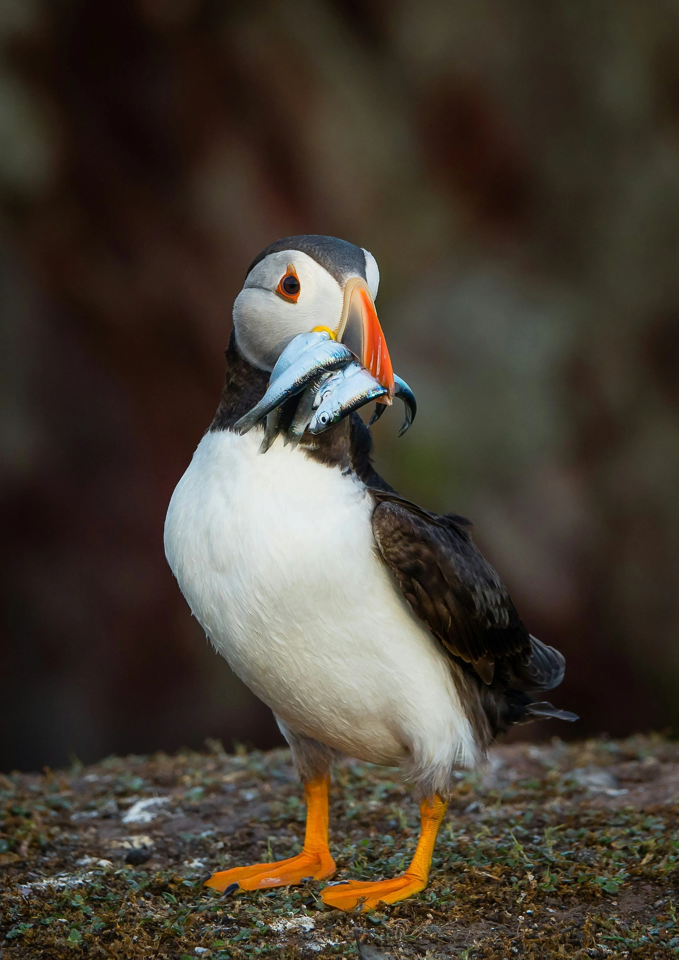 A puffin holding two small fish in its beak.