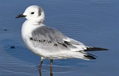 A seagull standing in shallow water near the shore.