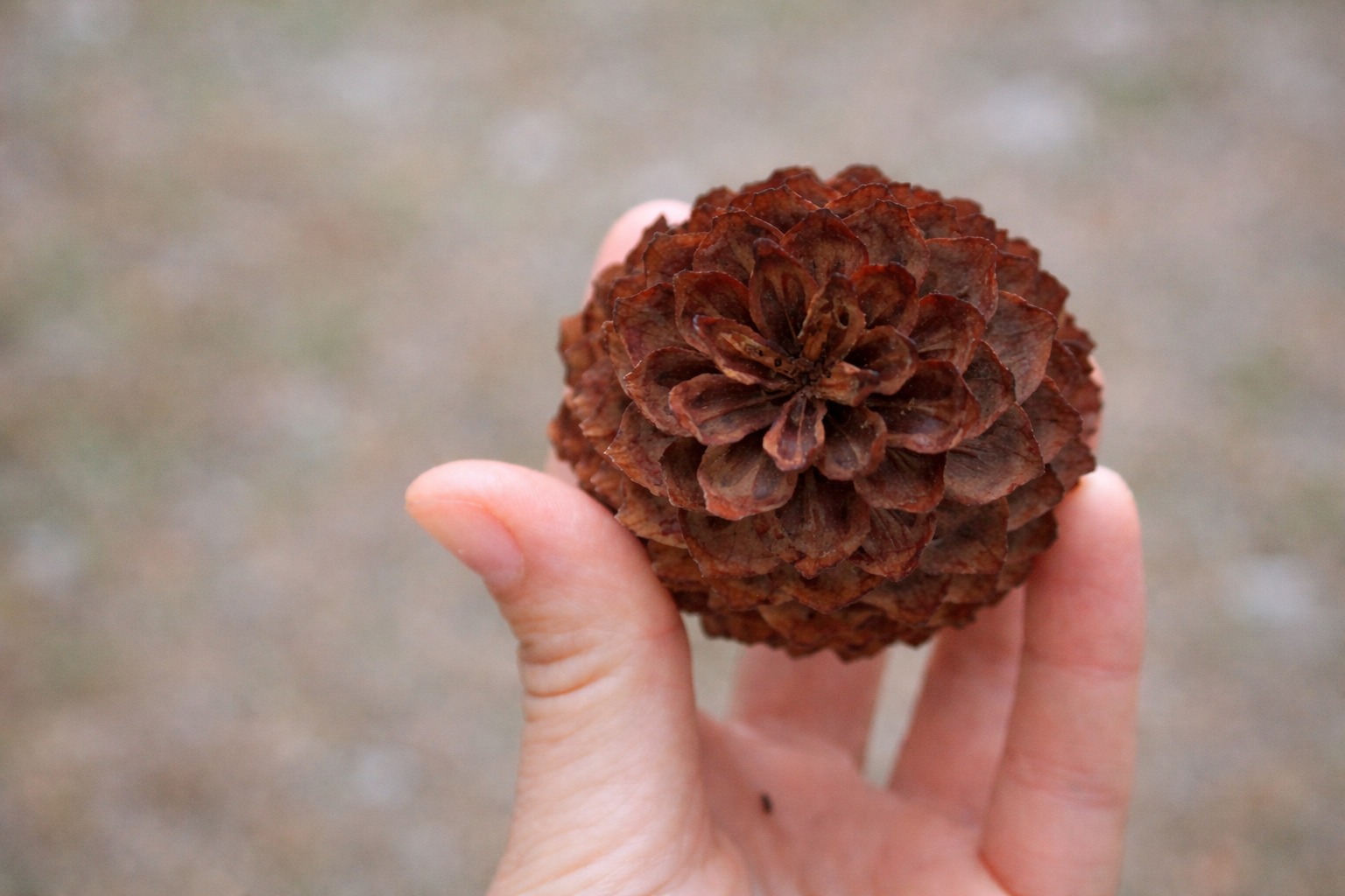 Hand holding a brown pine cone with an outdoor blurred background.