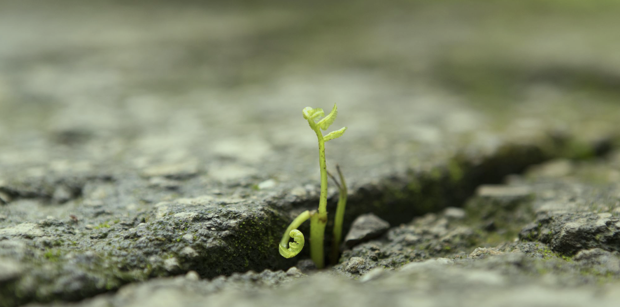 A Very Reliable Pocket of Hope