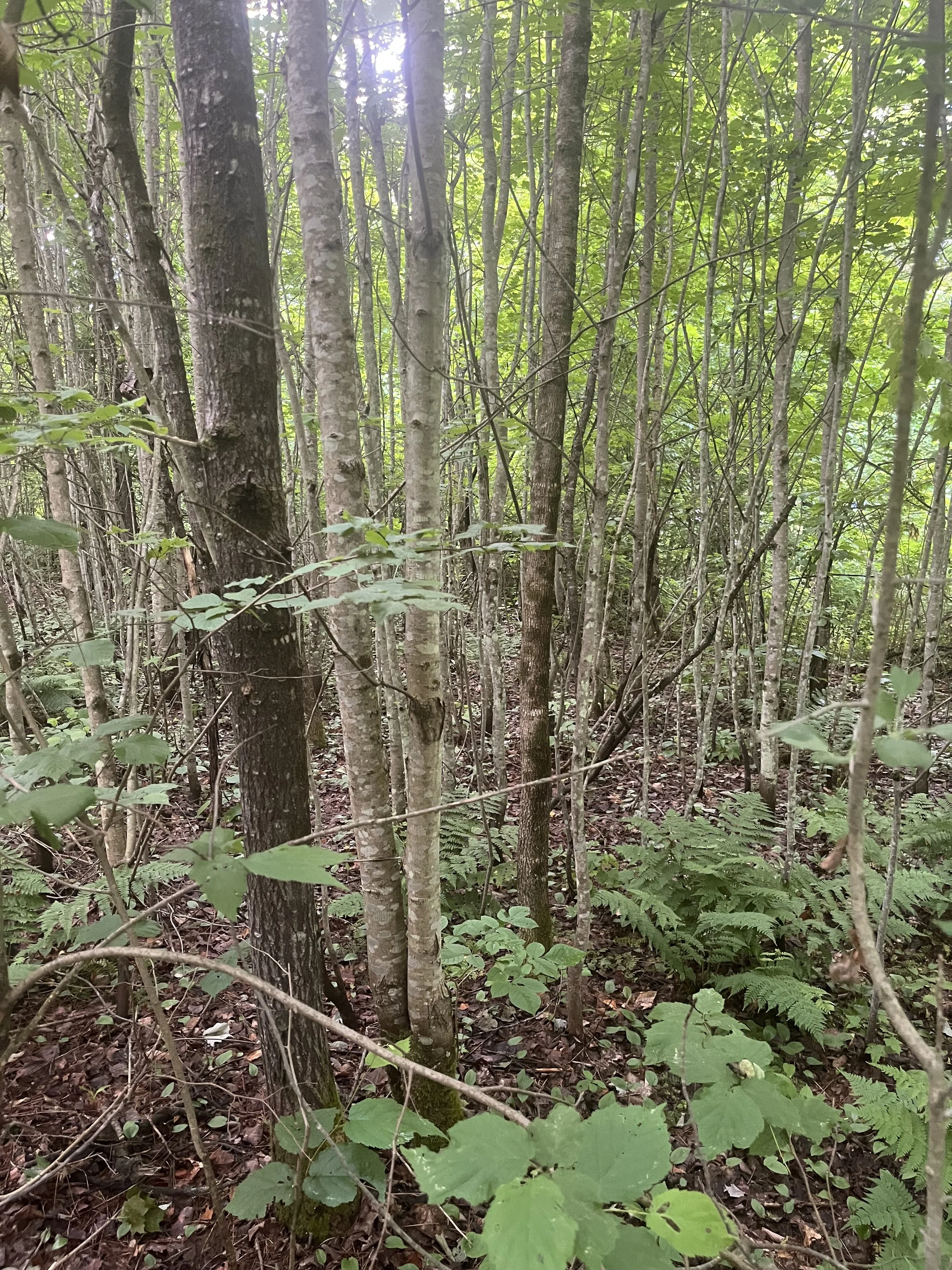 New Ways Through the Woods