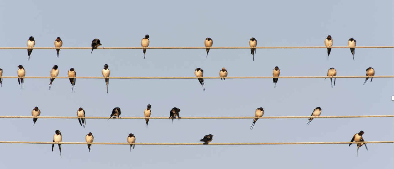 Which Bird?  Wondering About Diversity