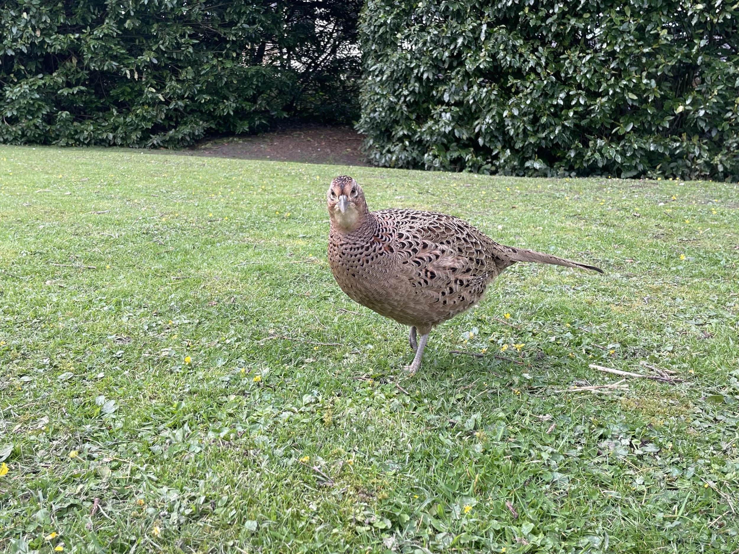 IMG_8395.jpeg