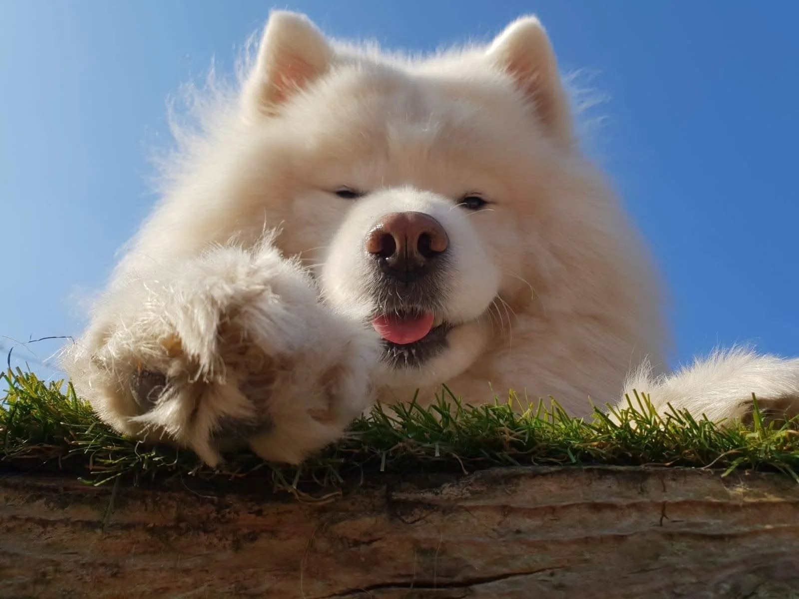 dog6.JPG