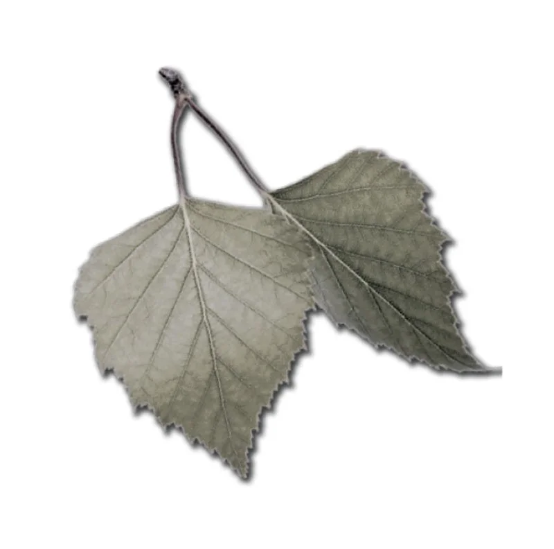 Two dried leaves with a stem