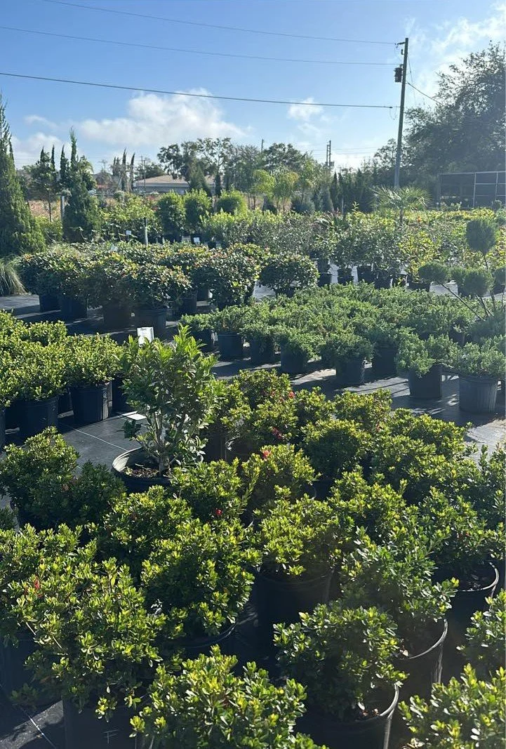 Nursery