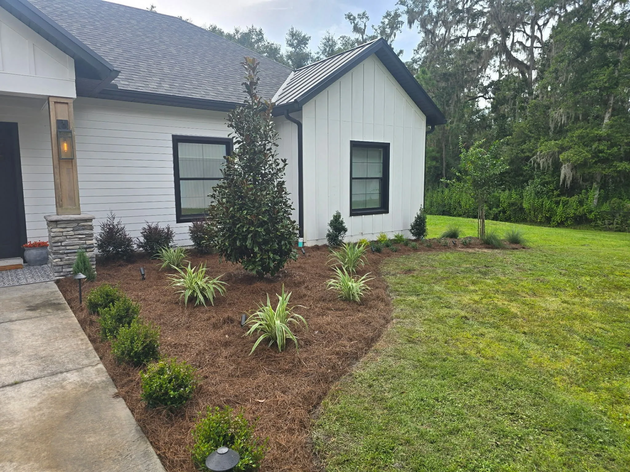 Freshly landscaped front yard with small bushes and a large shrub, against a white house with black window frames, surrounded by green grass and trees in the background.