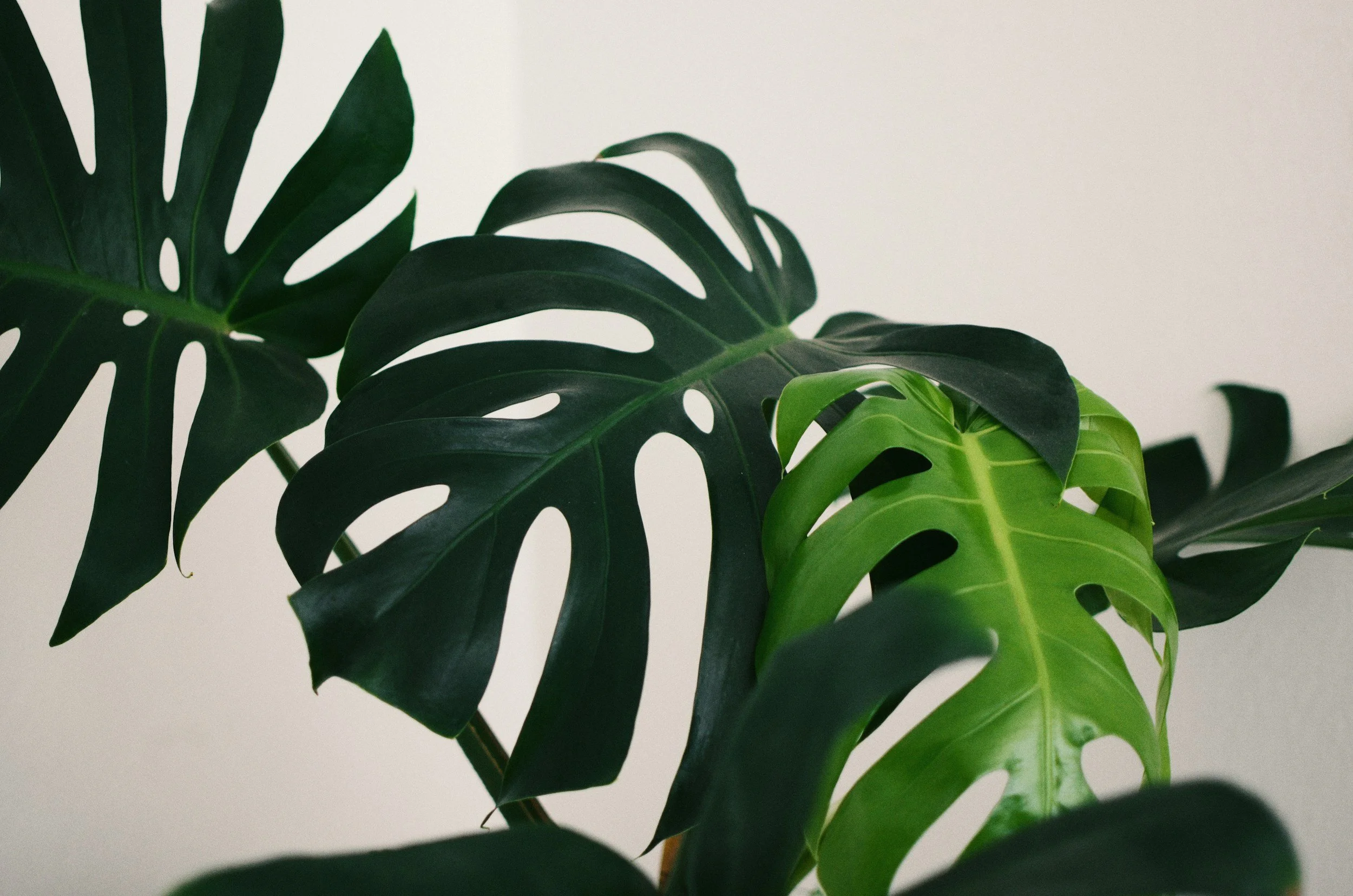 Close-up of green Monstera deliciosa leaves with distinctive holes and splits, against a plain light background.