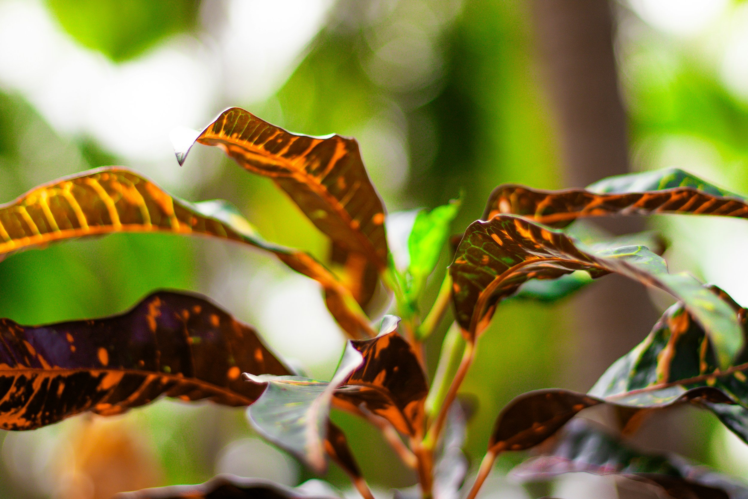 Close-up of variegated leaves with green, orange, and brown coloring, with a blurred green background.
