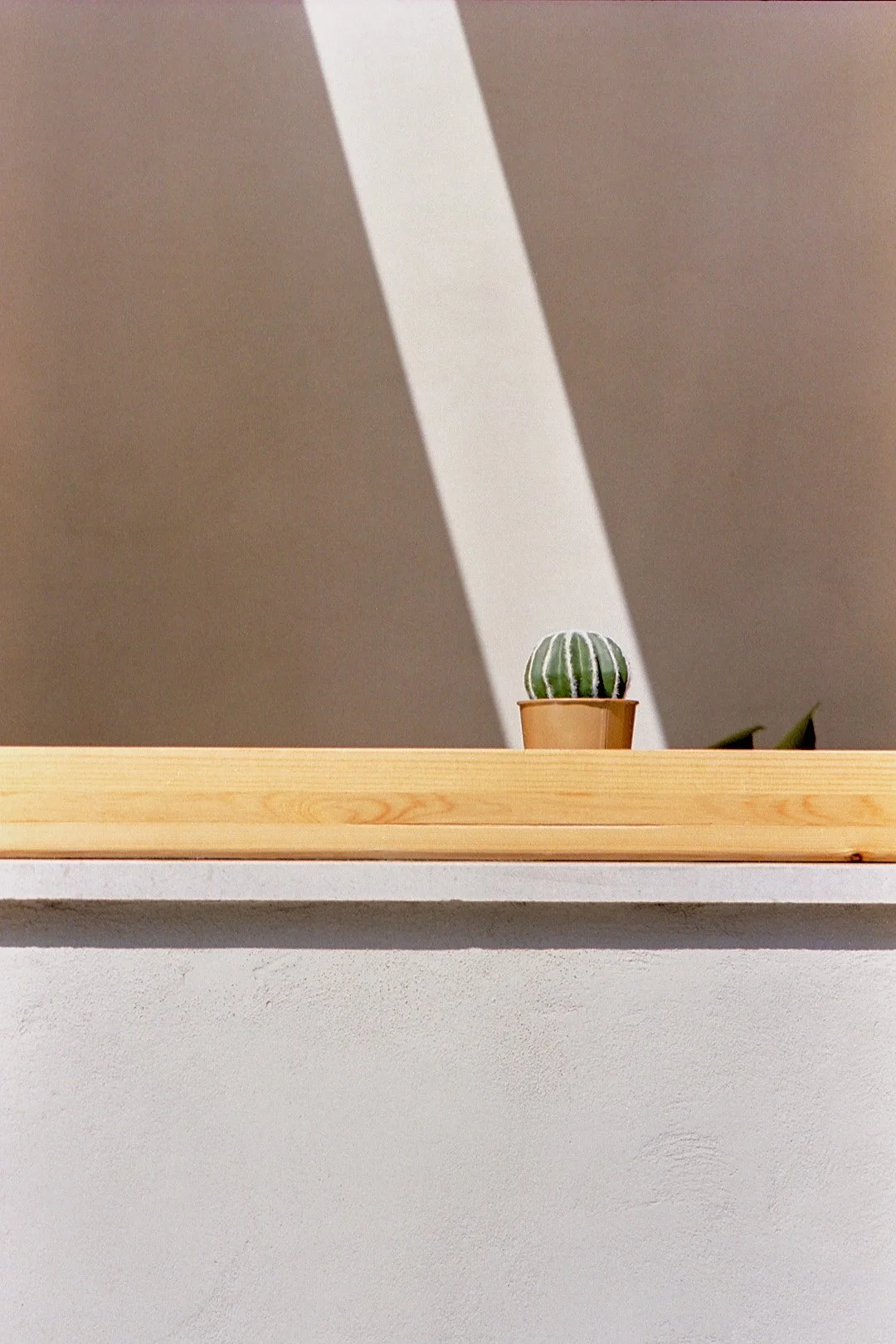 CactusCorrections 2.jpg