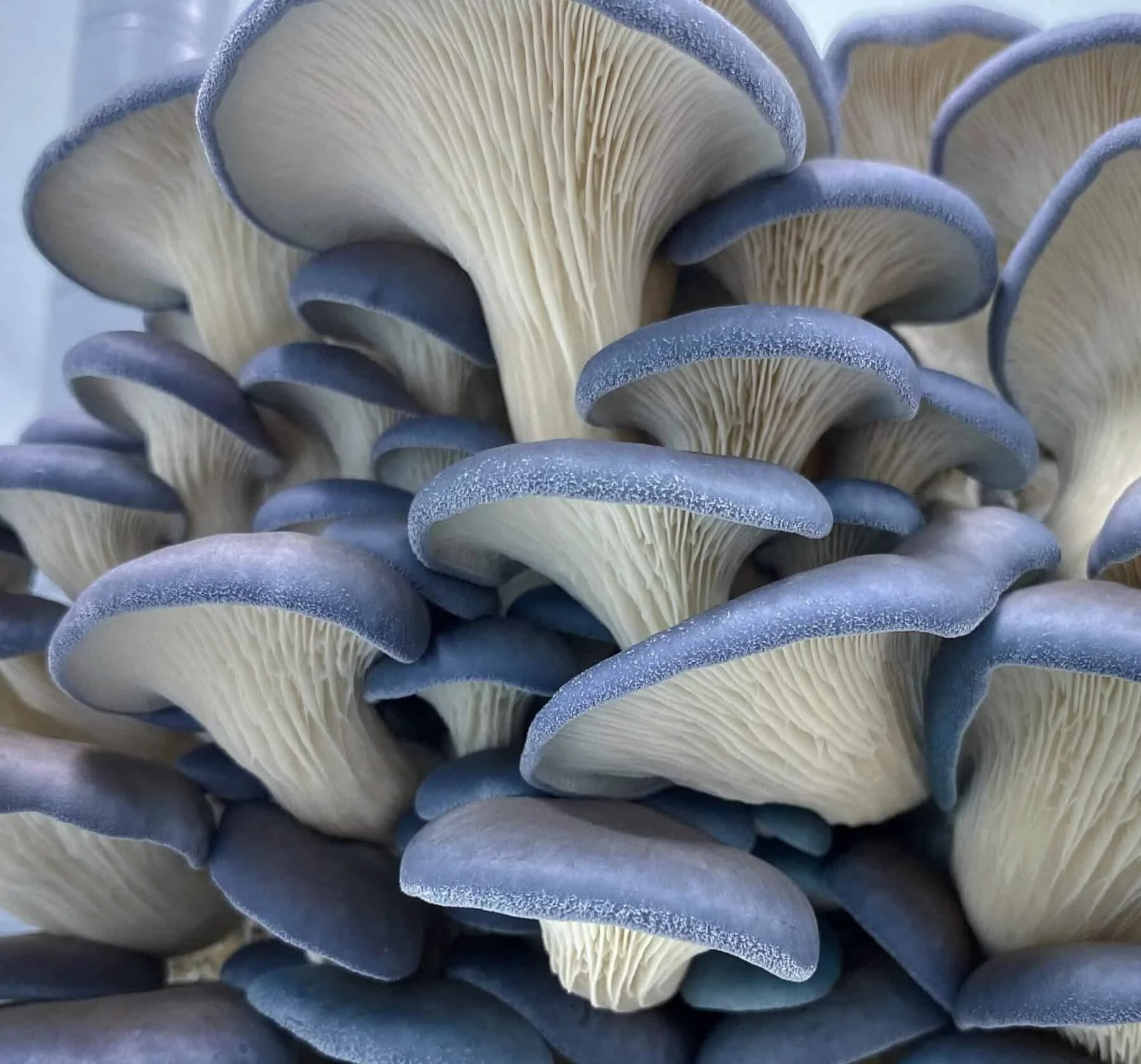 BlueOyster2.jpg