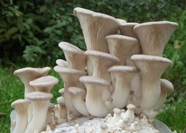king-oyster-mushrooms-1751431965-8174007.jpeg