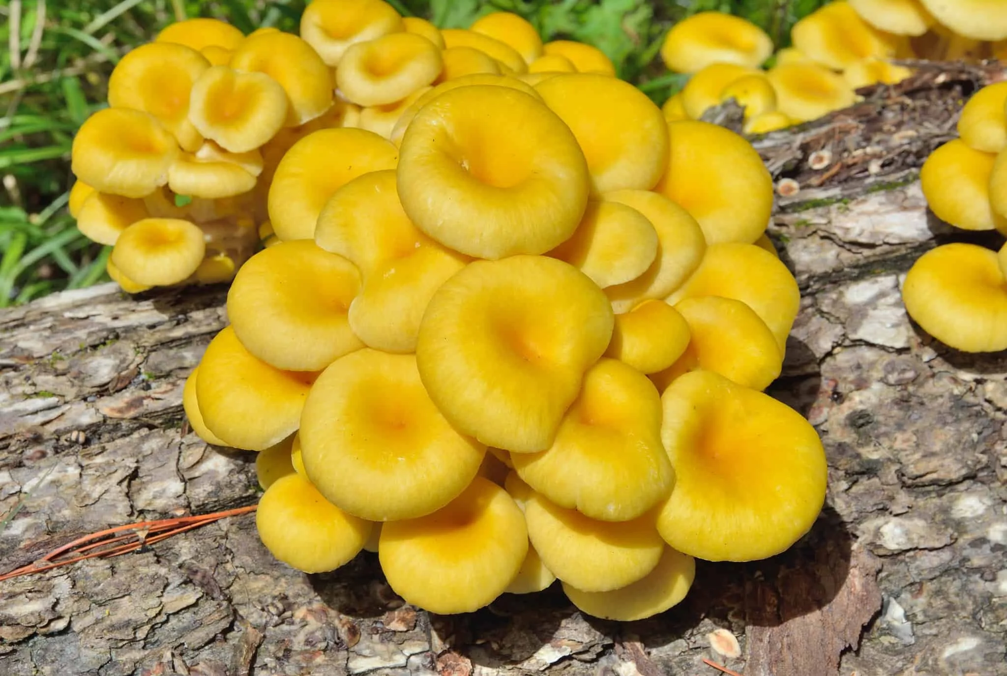 YellowOyster.jpg