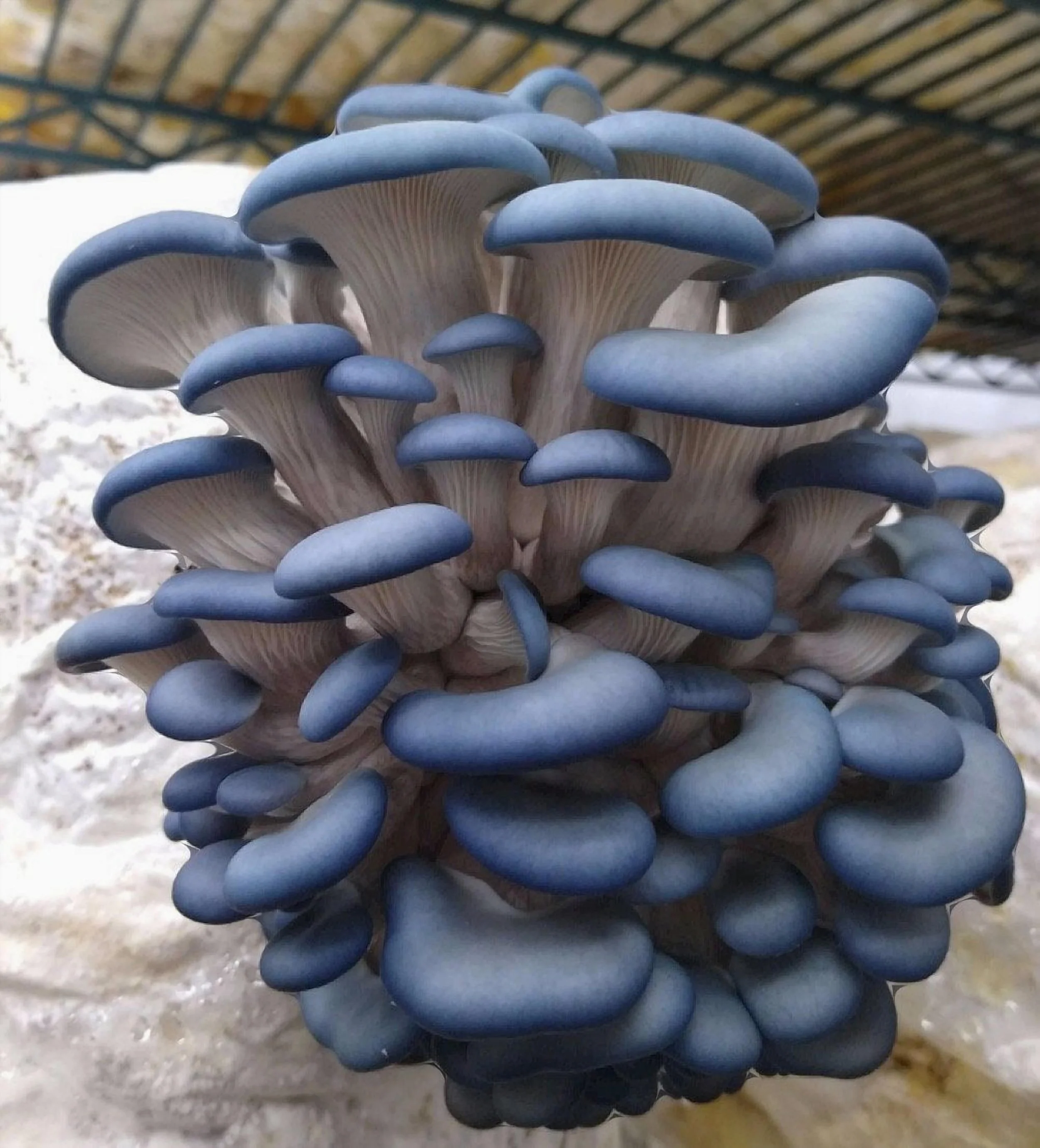 🟦 BLUE OYSTER