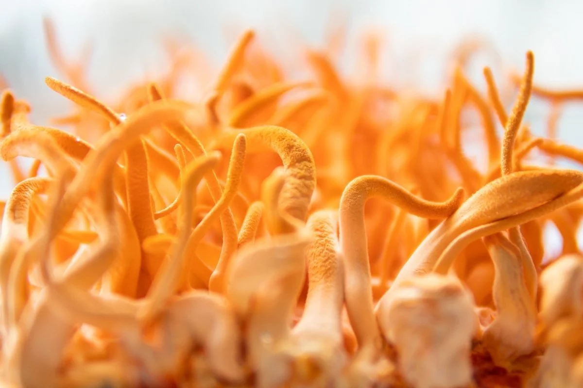 Cordyceps.jpg
