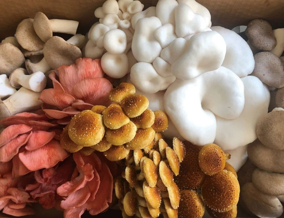 🍄 CHEF’S MIX