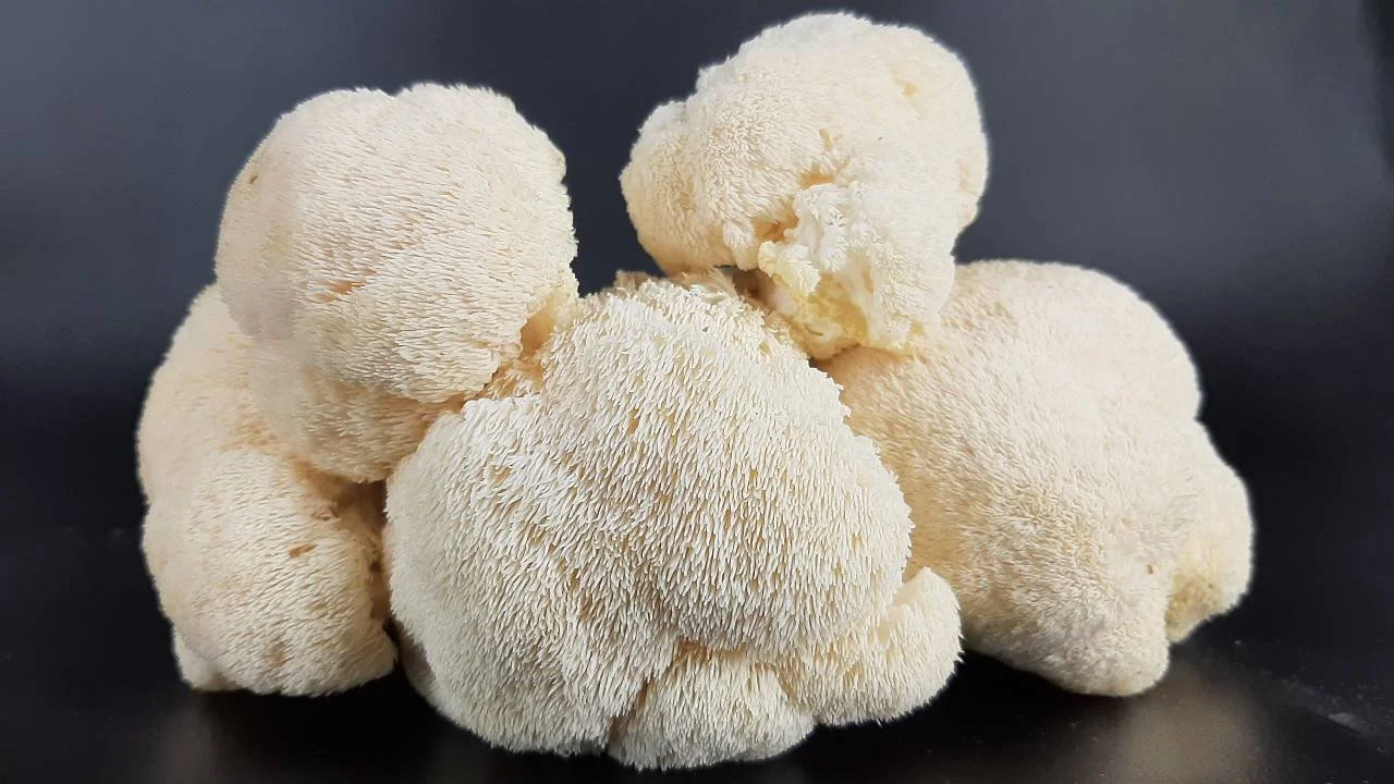 🧠 LION’S MANE