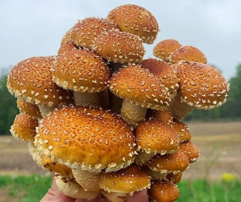 ChesnutMushrooms.jpg