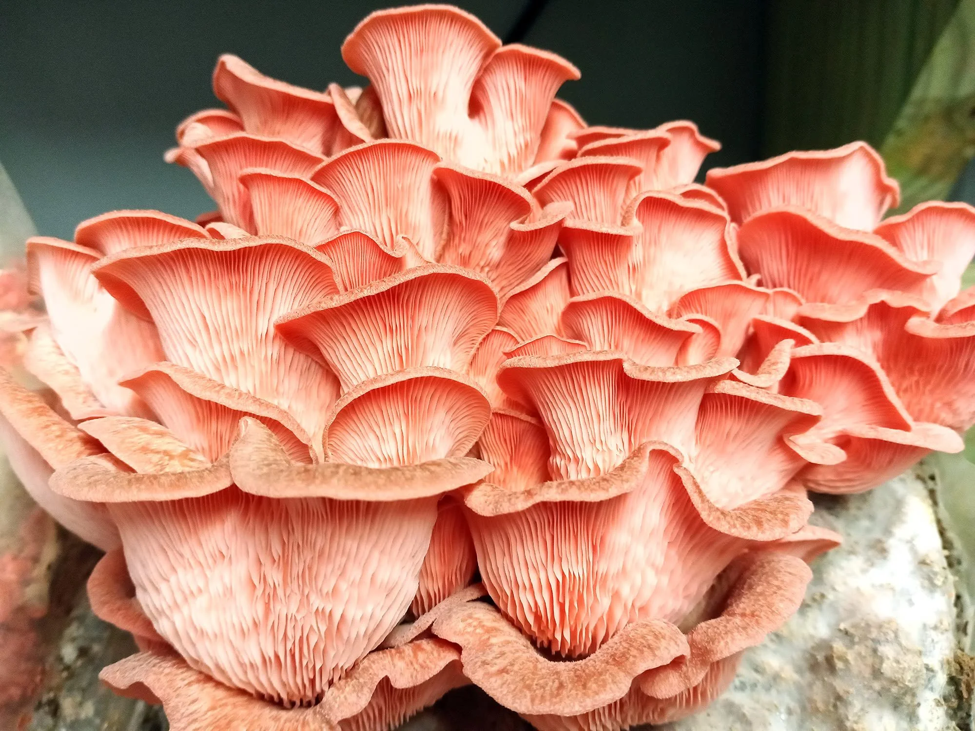 PinkOysterL.jpg