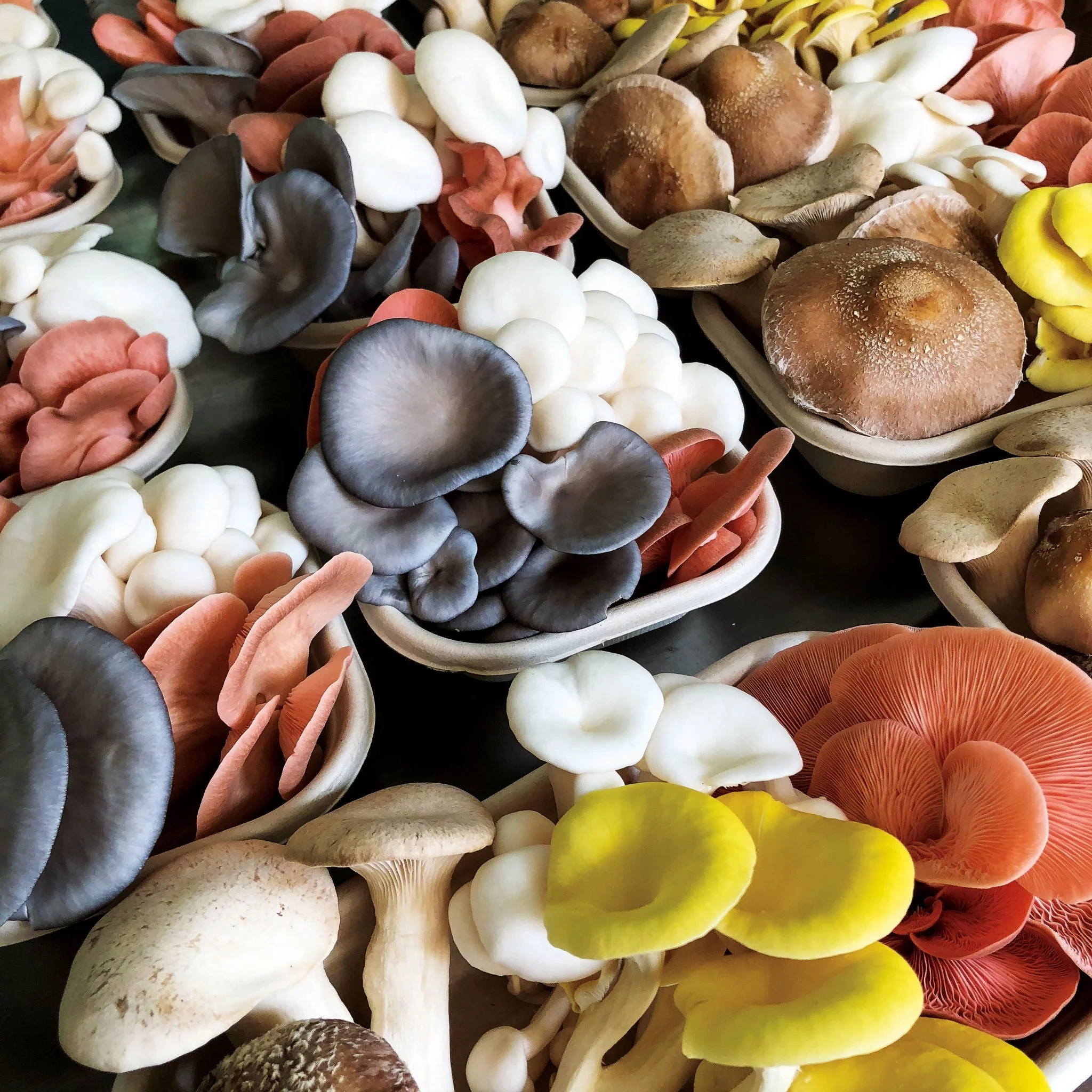 VariatyMushrooms.jpg